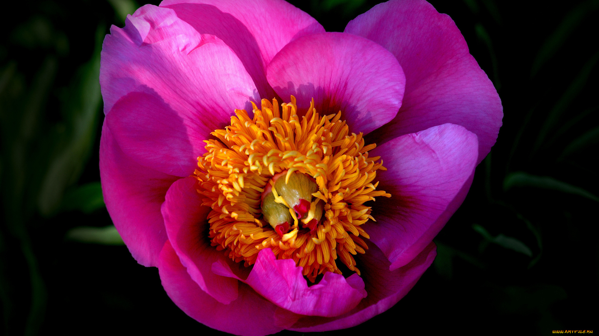 цветы, пионы, макро