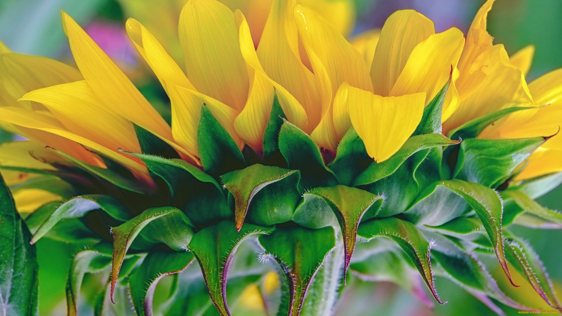 цветы, подсолнухи, макро