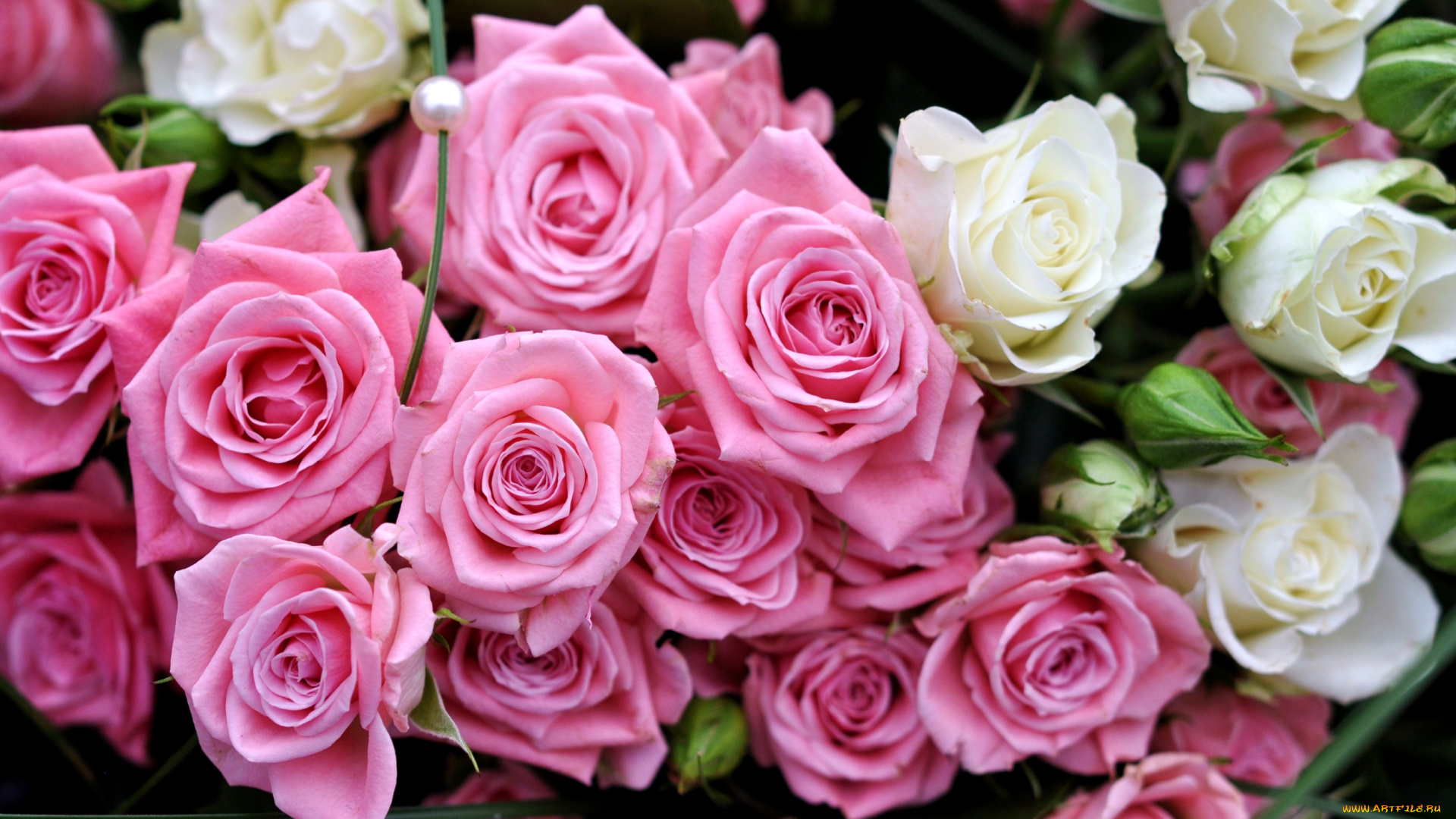 цветы, розы, букет