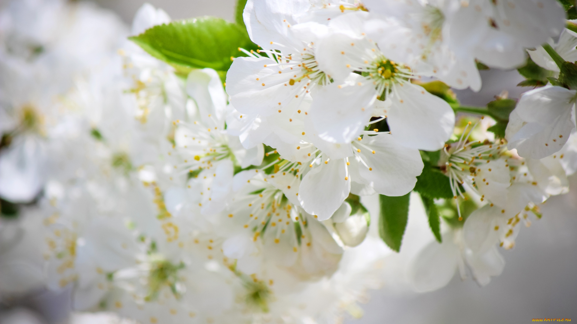 цветы, сакура, , вишня, вишня