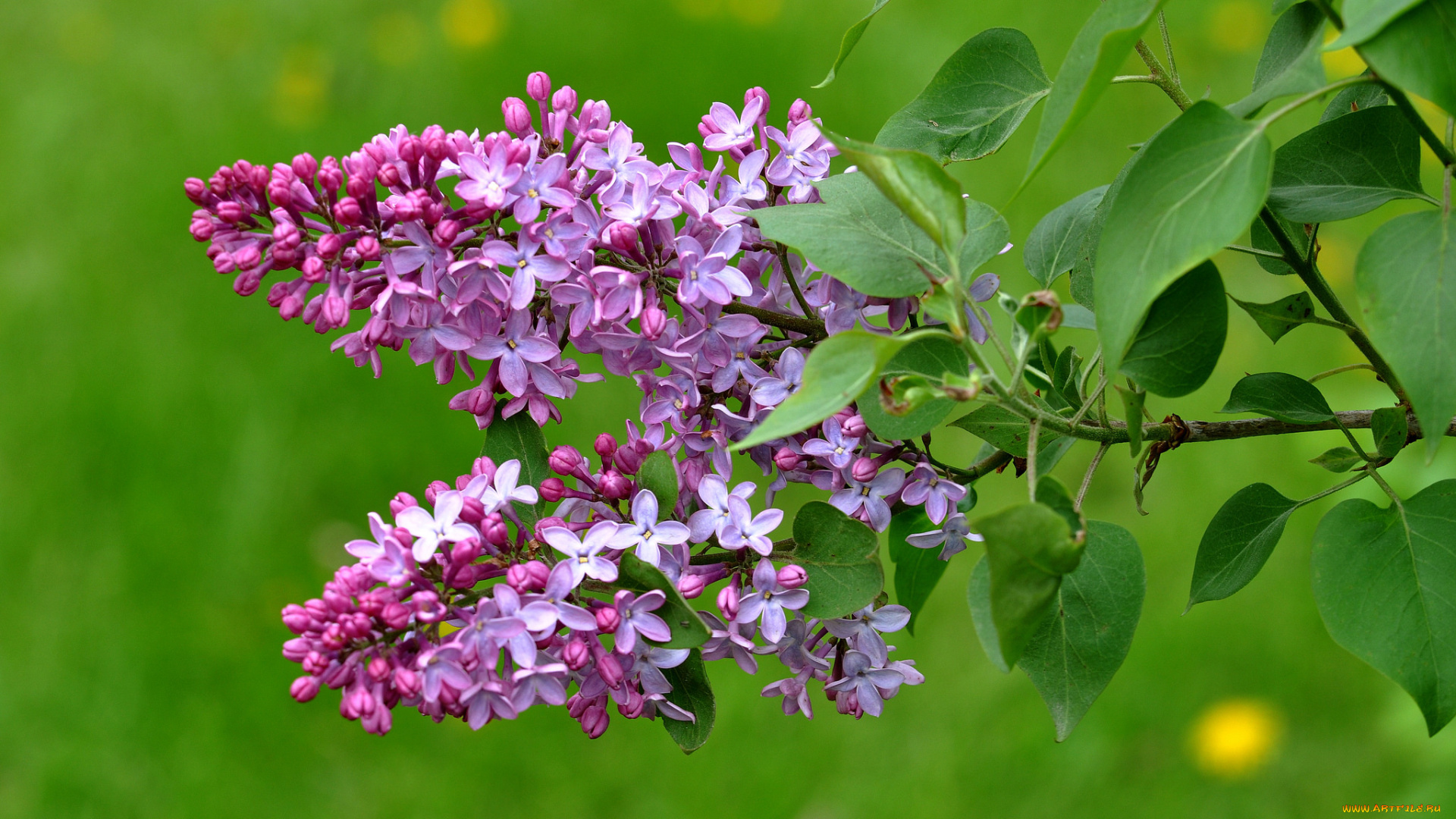 цветы, сирень, ветка