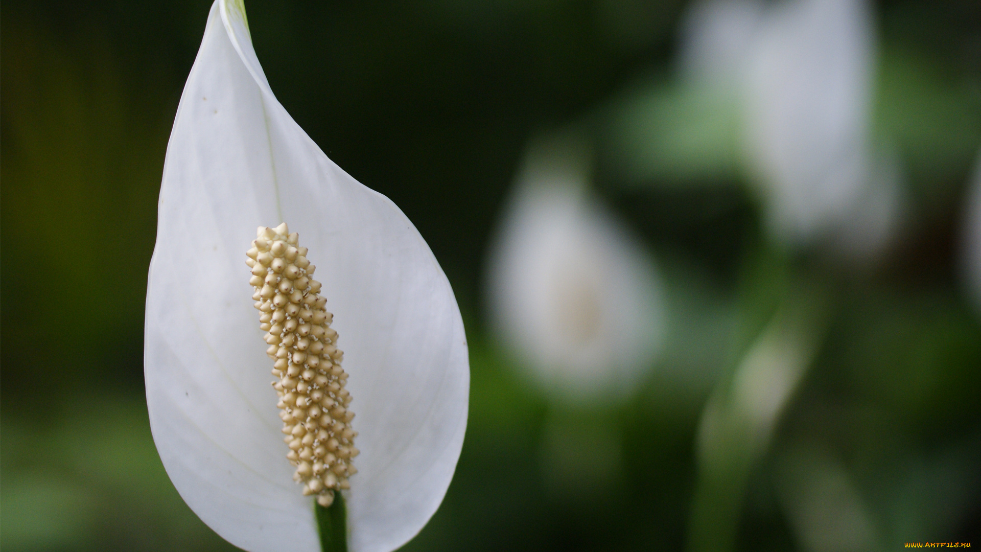 цветы, спатифиллум, цветок, макро, белый, зелень
