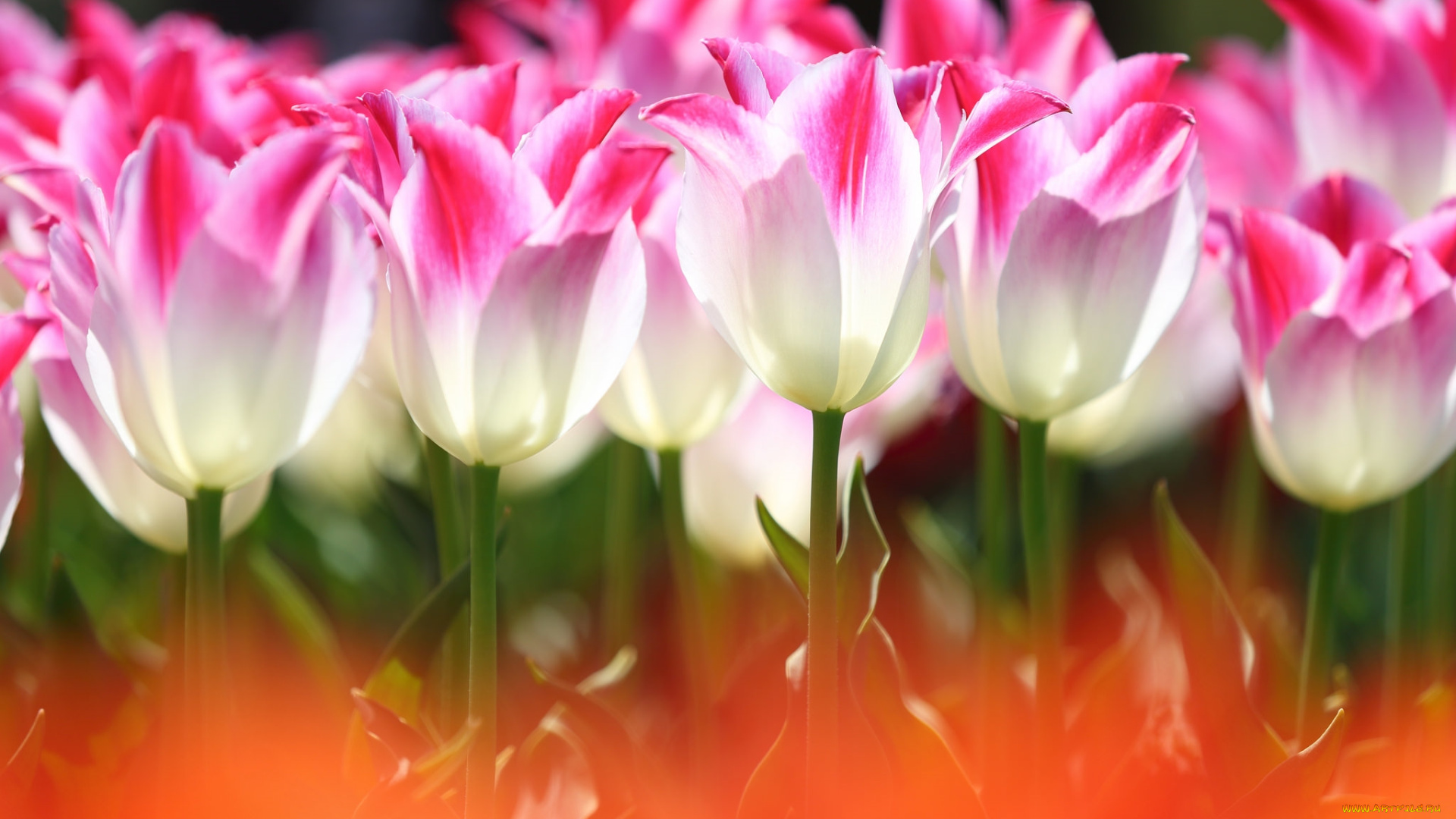 цветы, тюльпаны, свет