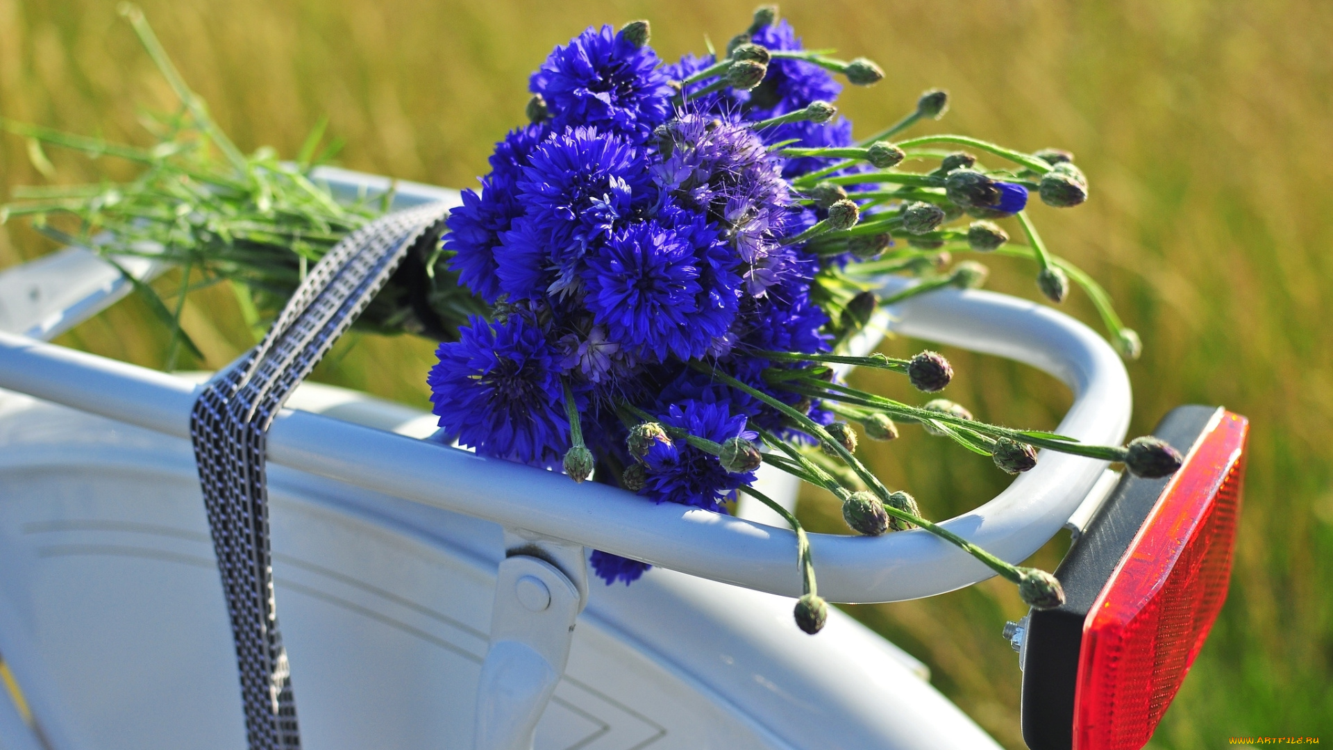 цветы, васильки, букетик