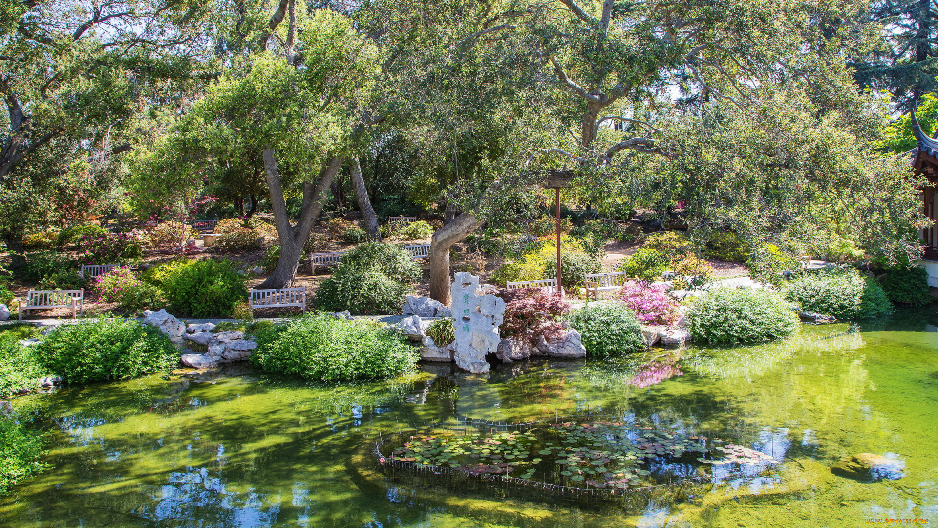калифорния, сан, марино, природа, парк, деревья, кусты, цветы, пруд, сад, сан, марино, калифорния
