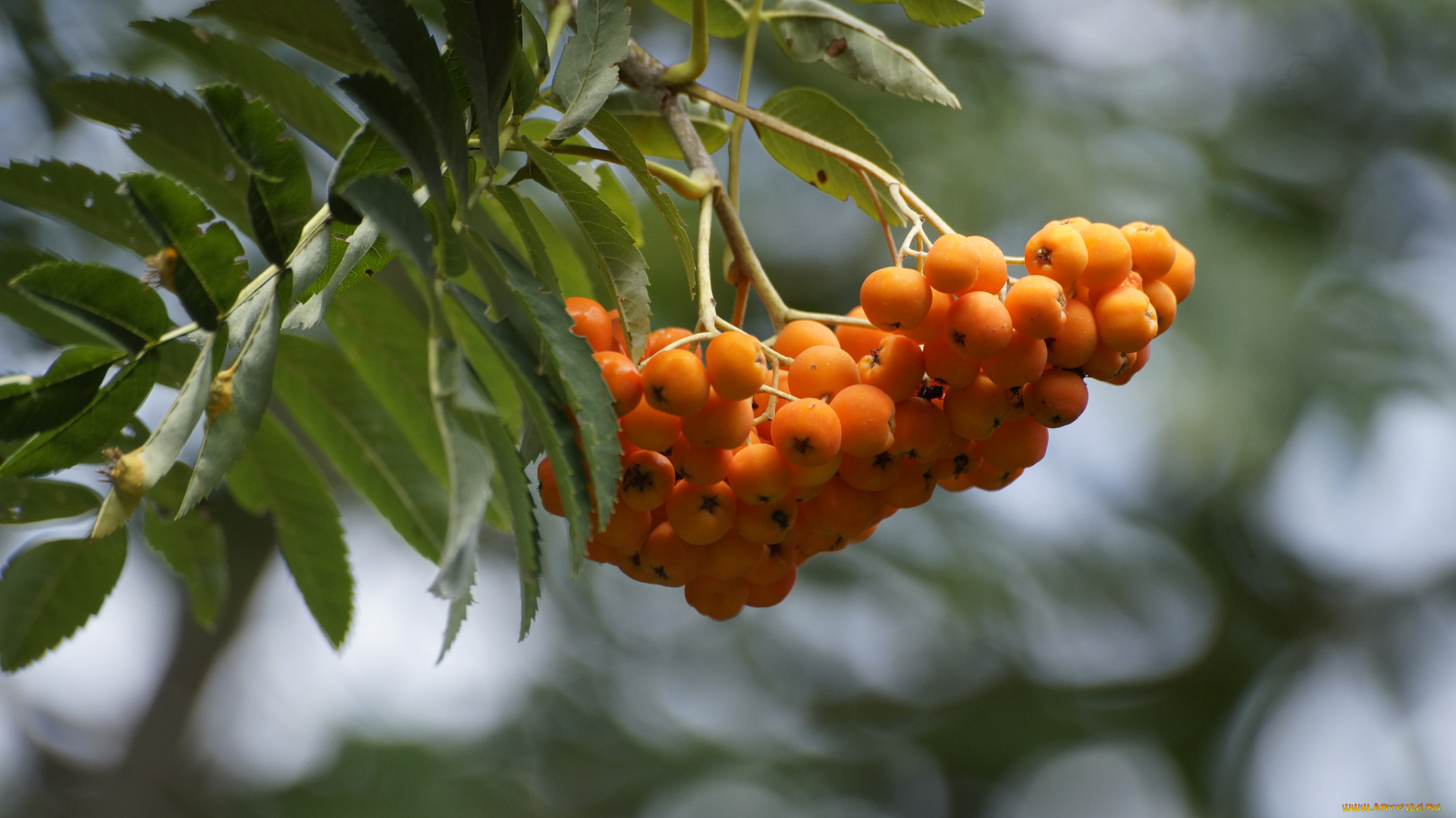 природа, Ягоды, , рябина, осень, ветка, листья, гроздь, рябина, блики