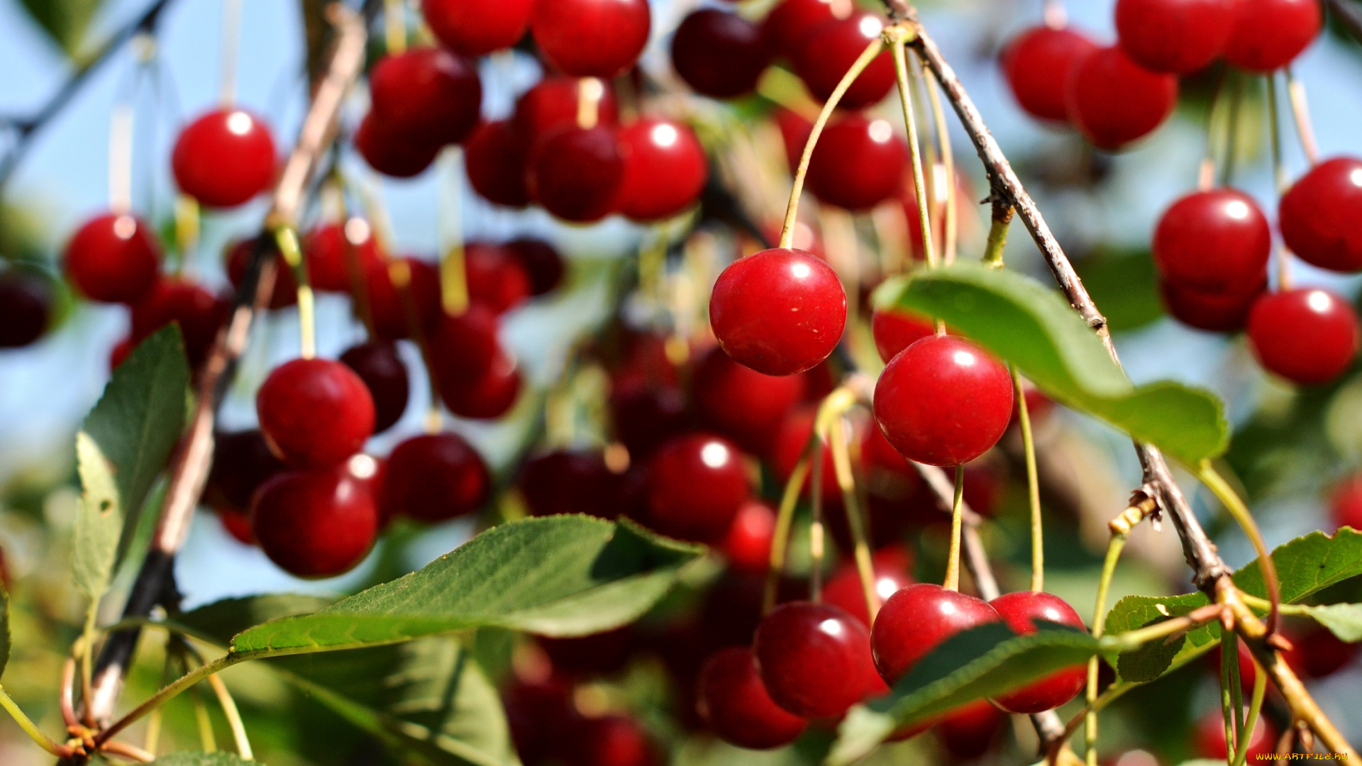природа, Ягоды, вишня
