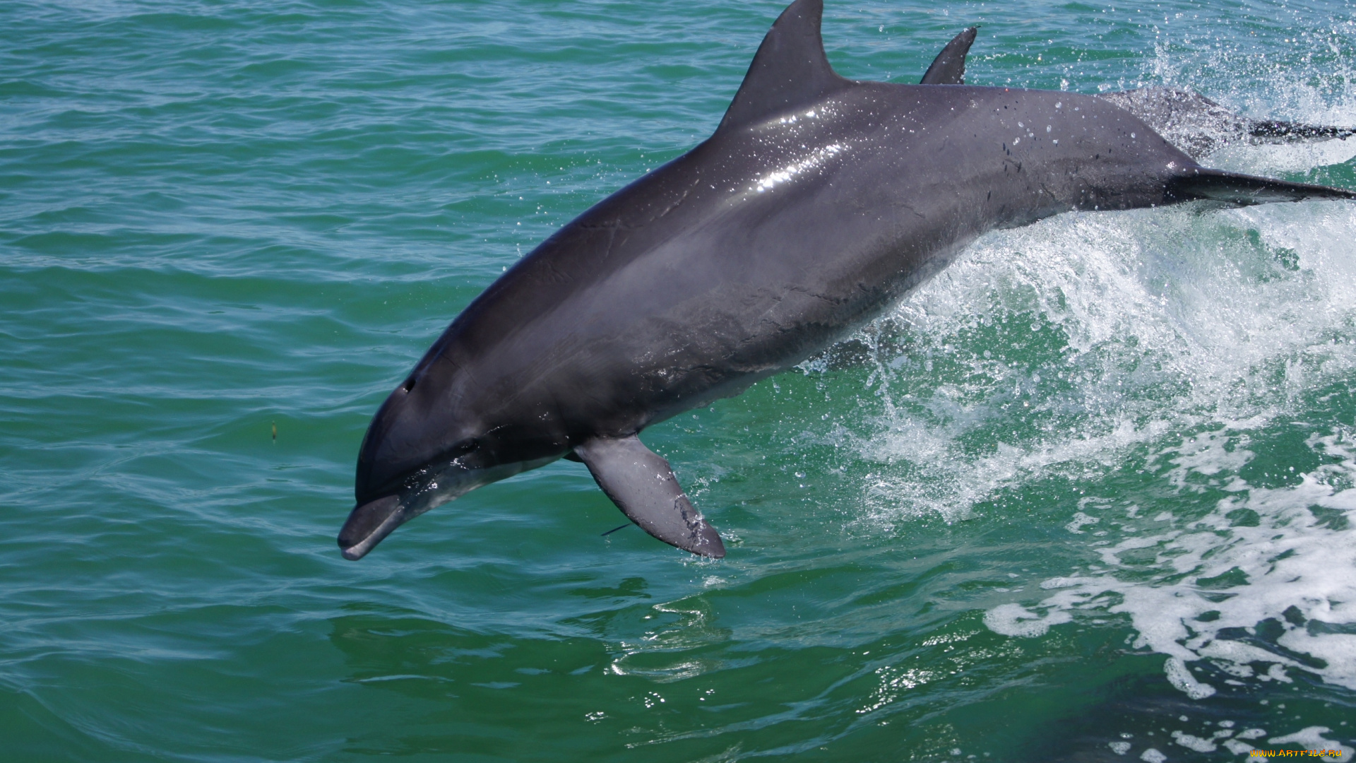 животные, дельфины, прыжок