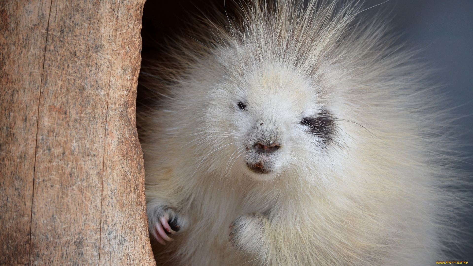 животные, дикобразы, милый