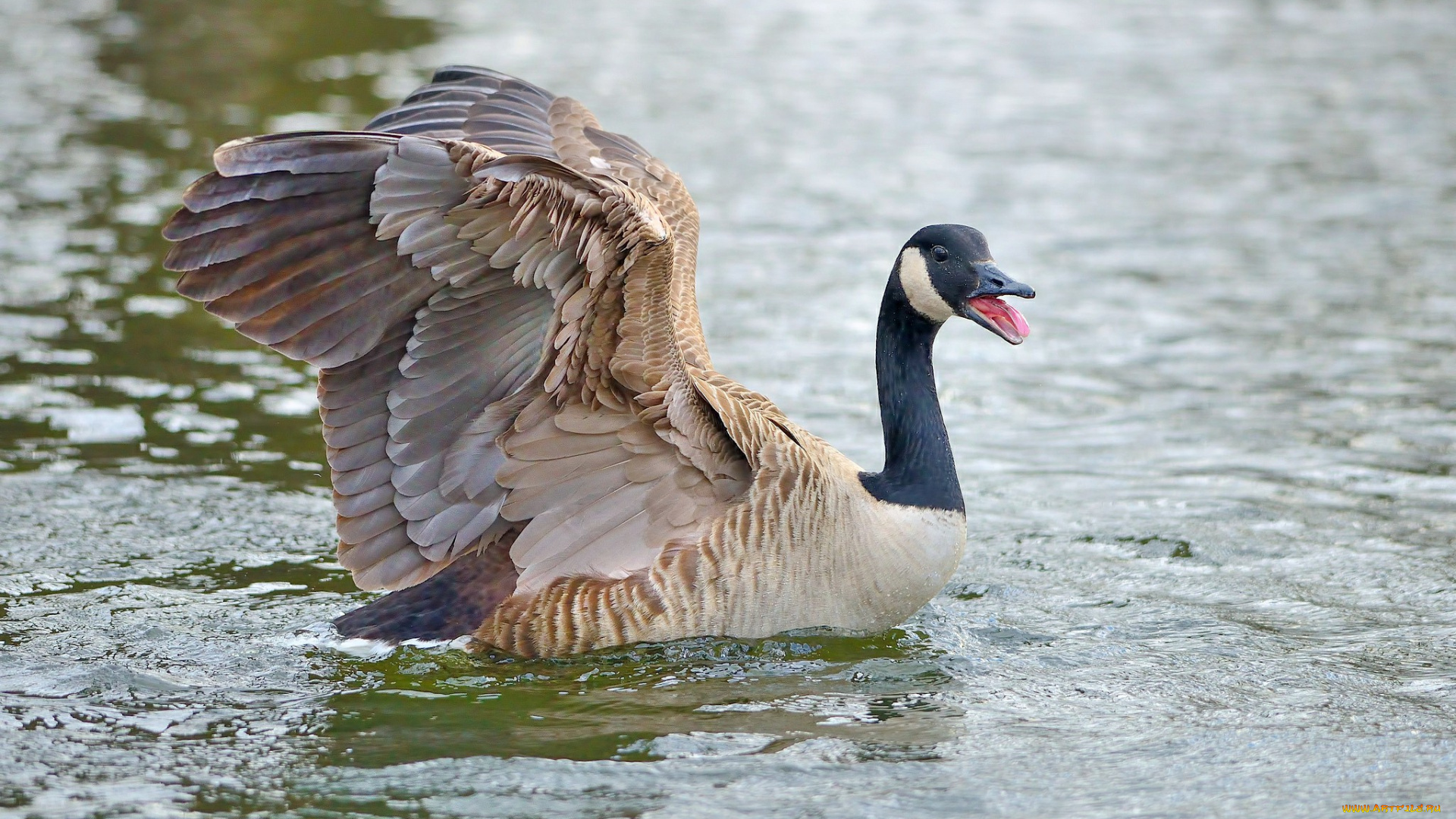 животные, гуси, гусь, канадский