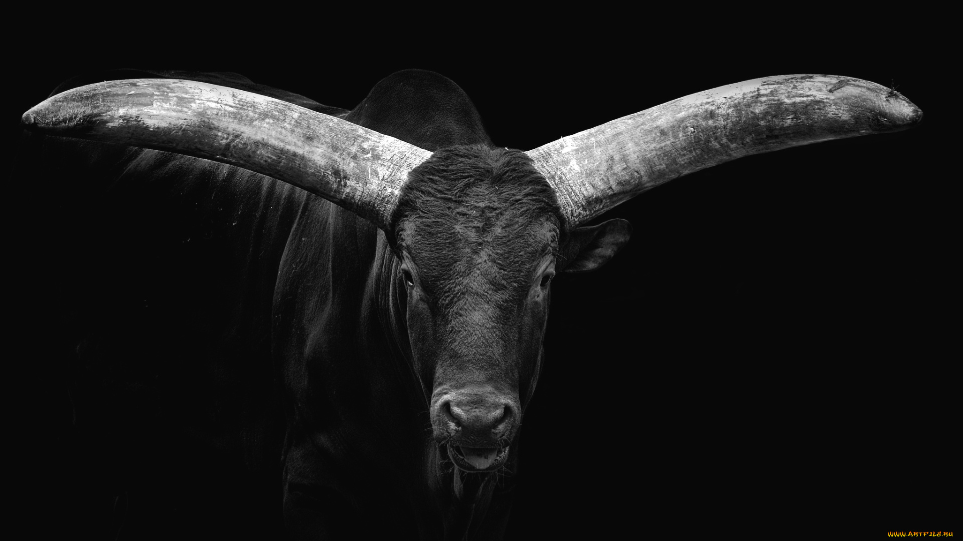 животные, коровы, , буйволы, рога