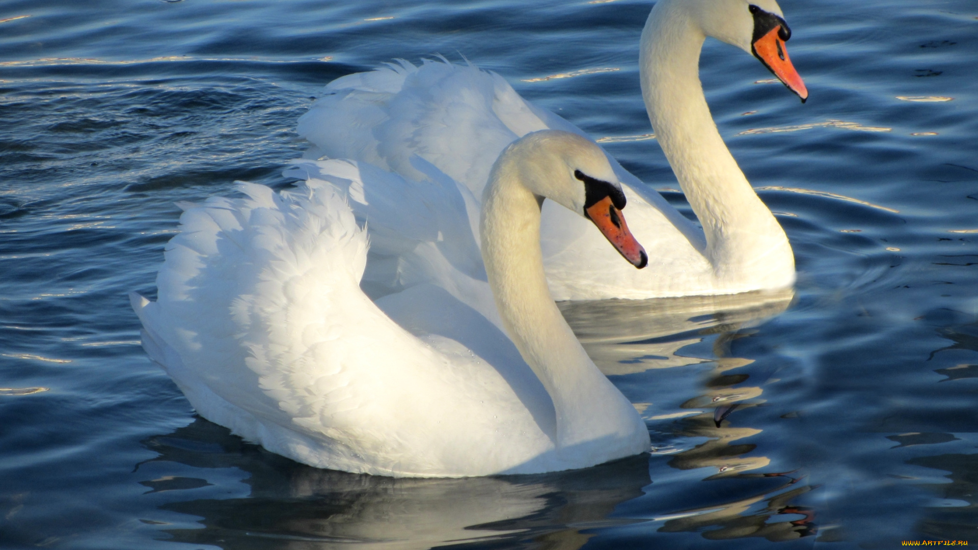 животные, лебеди, пара, шипун