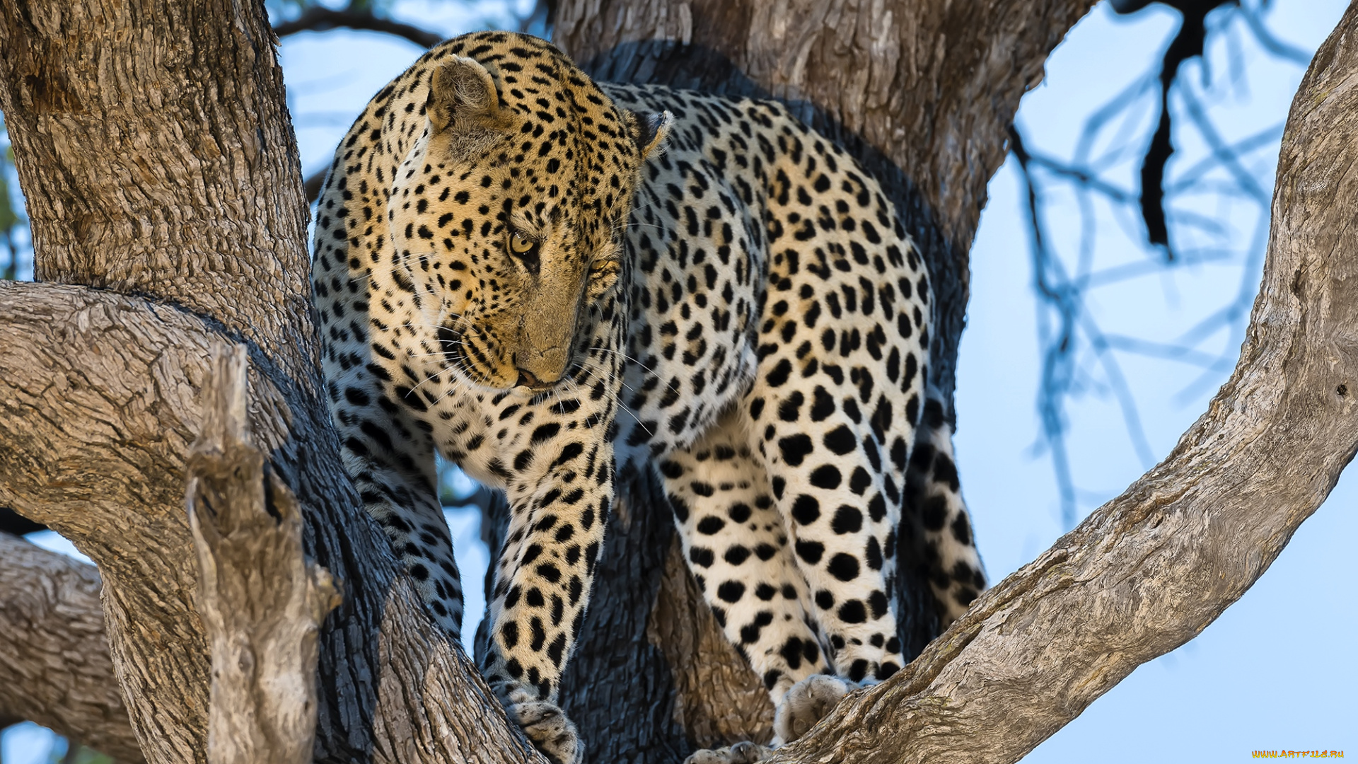 животные, леопарды, кошка