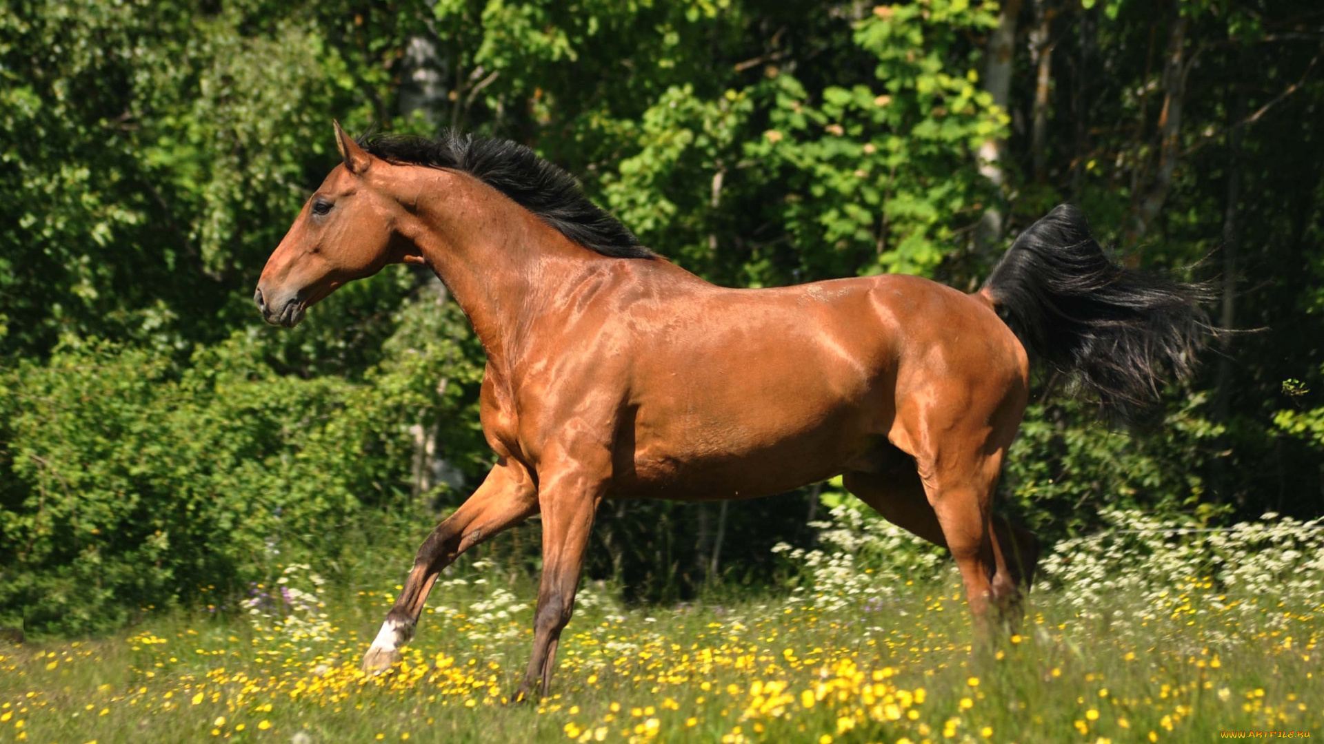 животные, лошади, гнедой