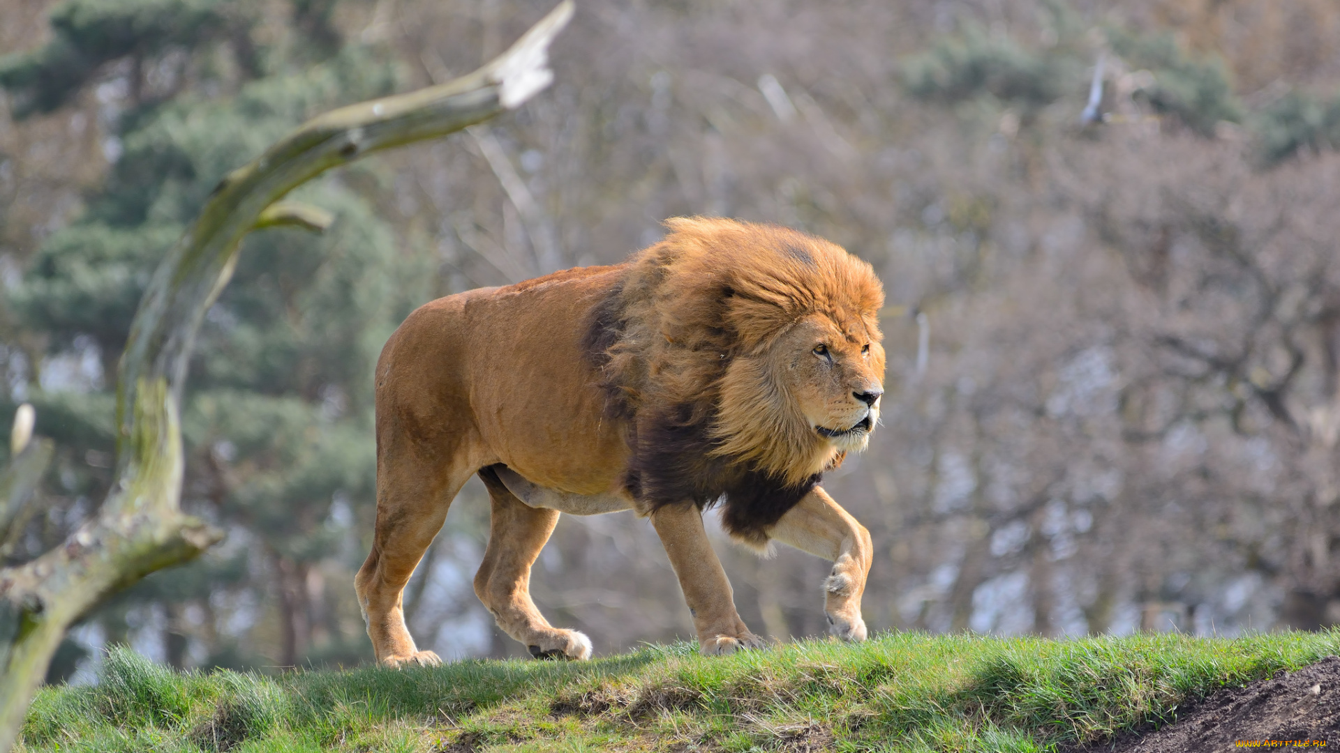 животные, львы, грива, лев