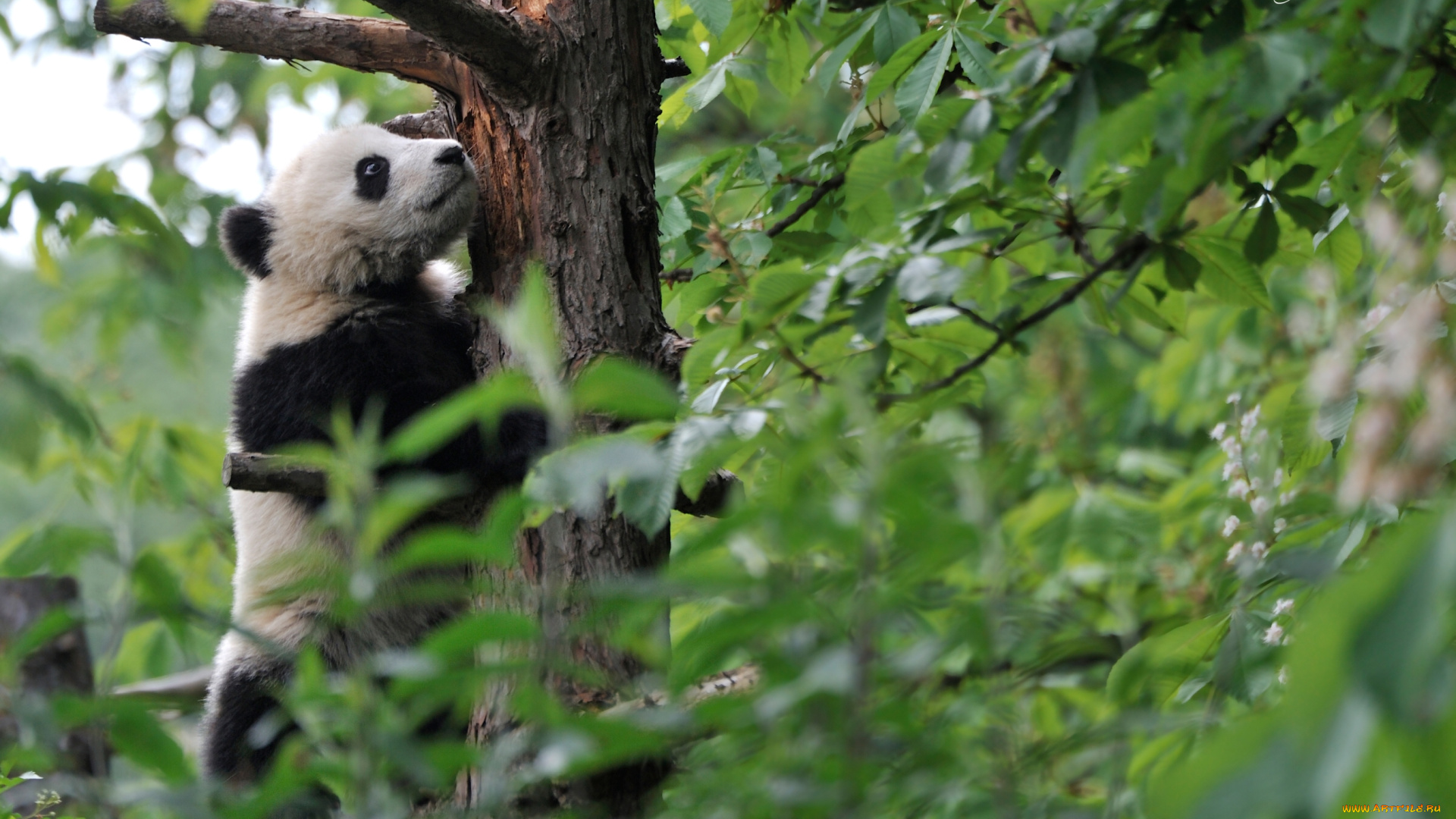 животные, панды, мишка