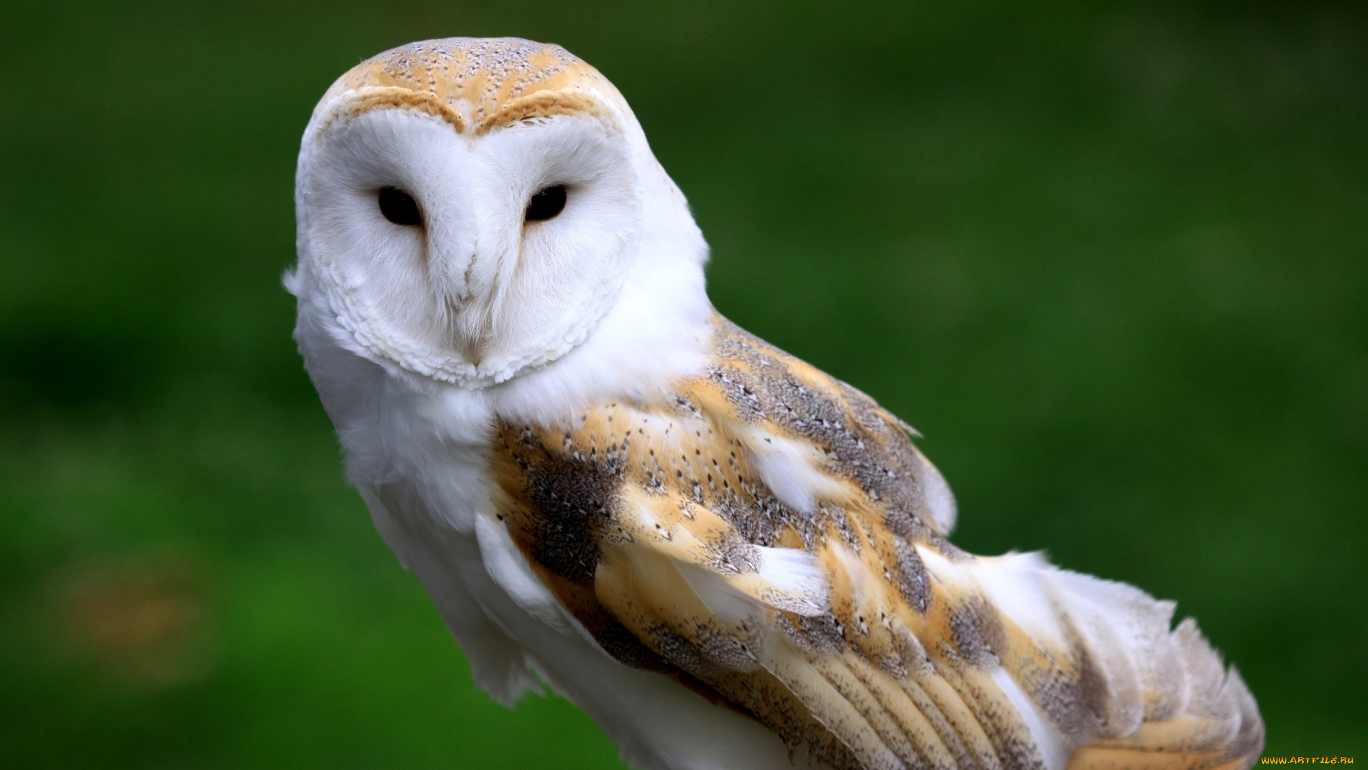 животные, совы, сипуха