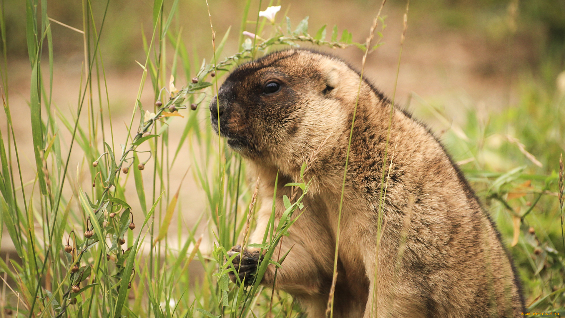 животные, суслики, , сурки, сурок