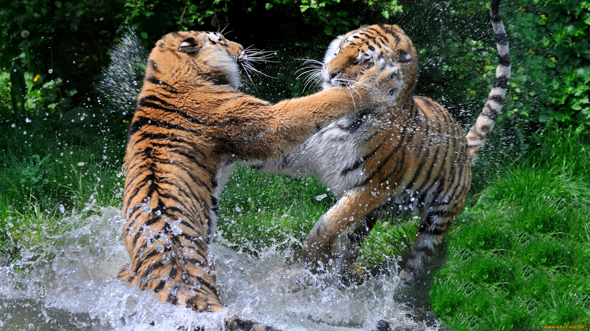 животные, тигры, драка