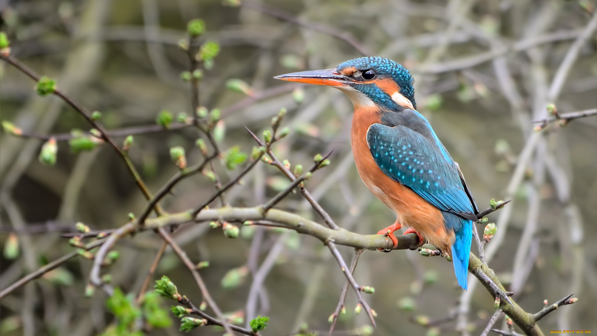 животные, зимородки, кусты, рыболов