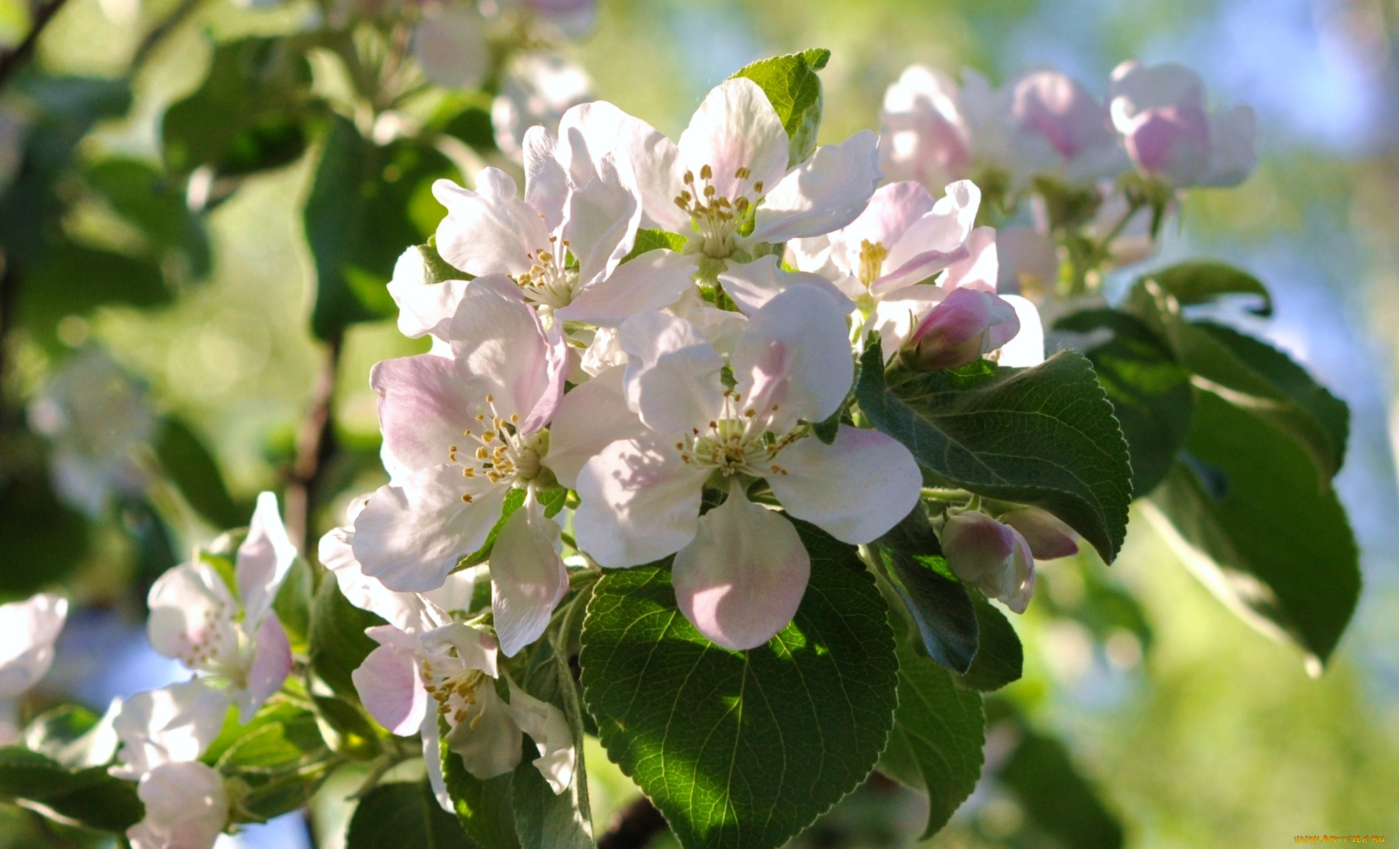 цветы, цветущие, деревья, , , кустарники, весна
