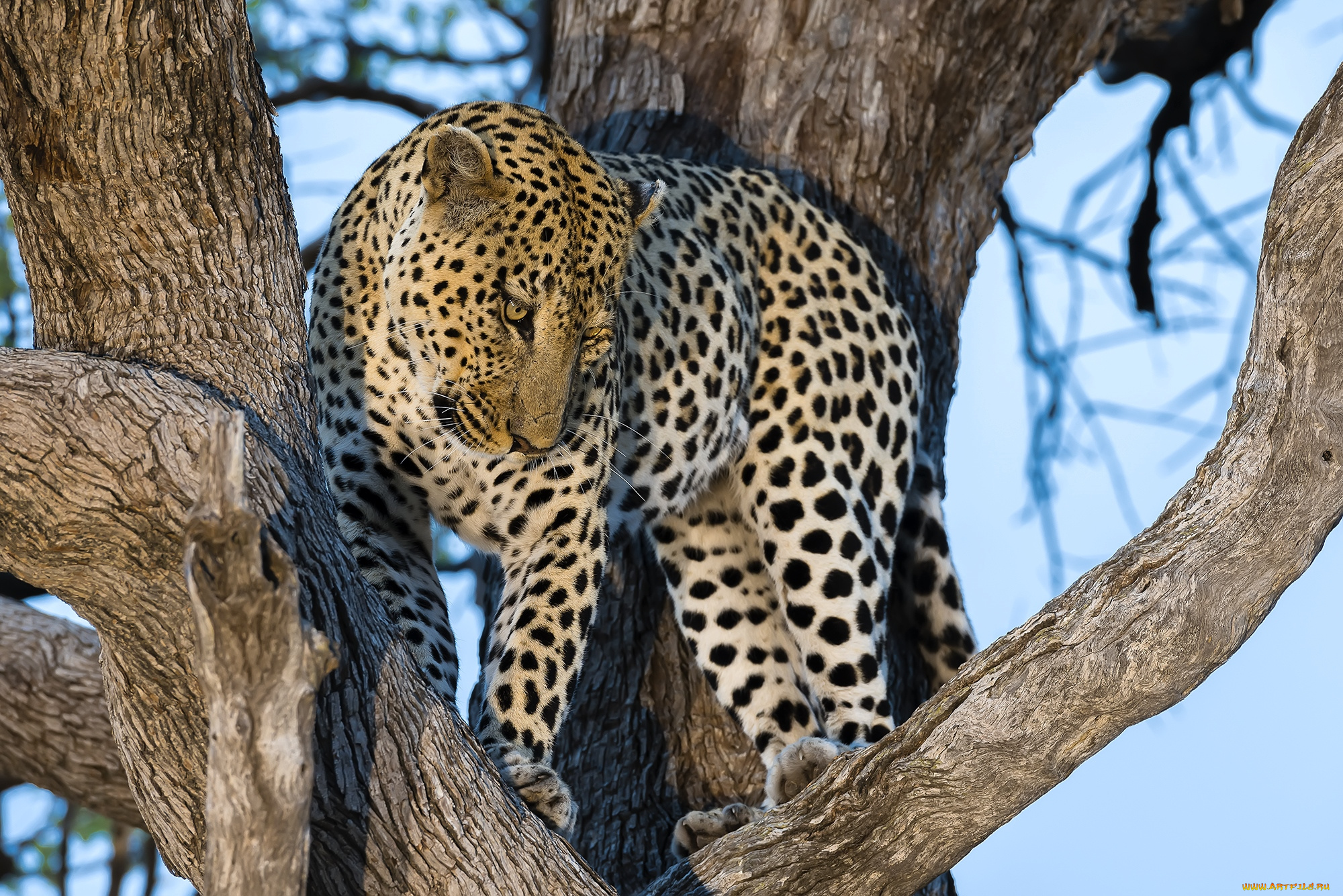 животные, леопарды, кошка