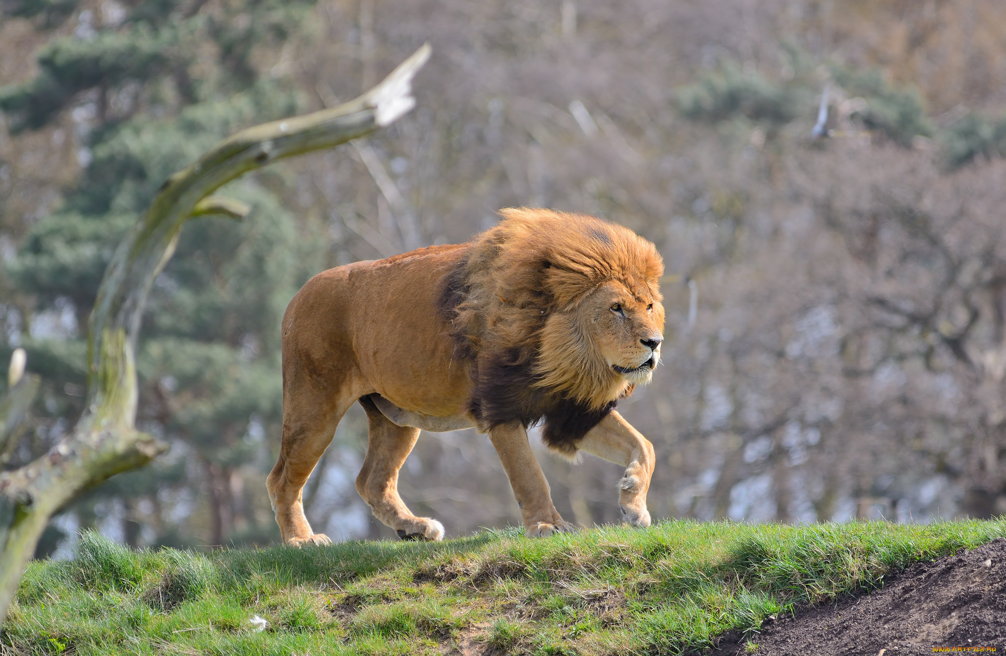 животные, львы, грива, лев