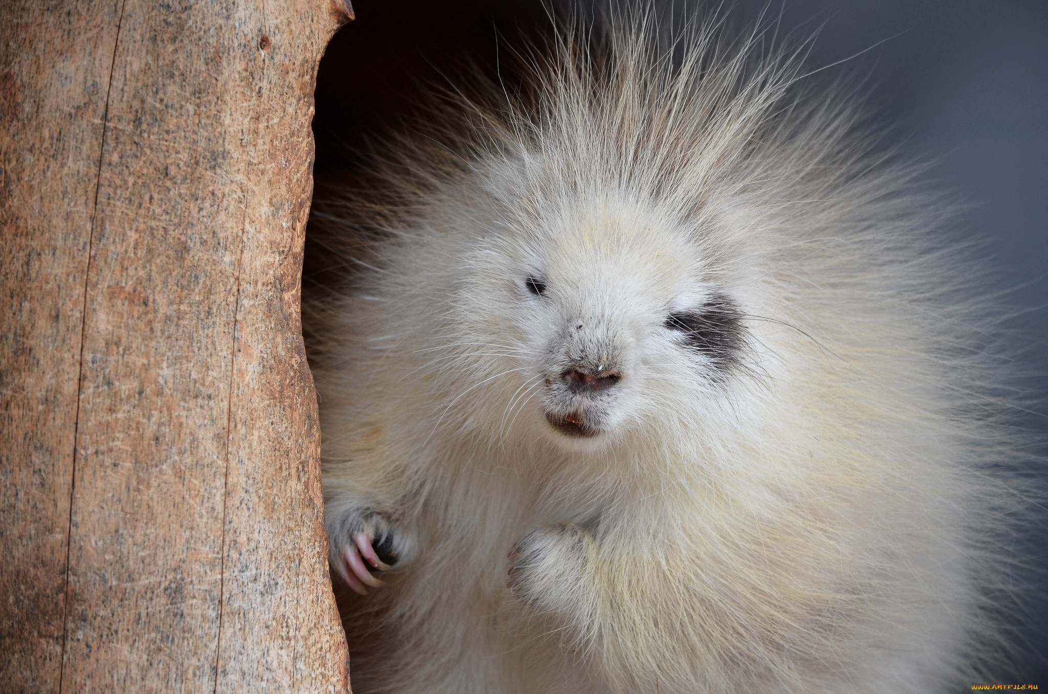 животные, дикобразы, милый