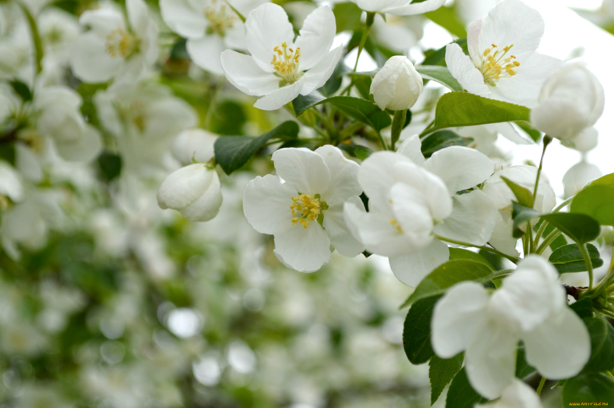 цветы, цветущие, деревья, , , кустарники, цветение, весна