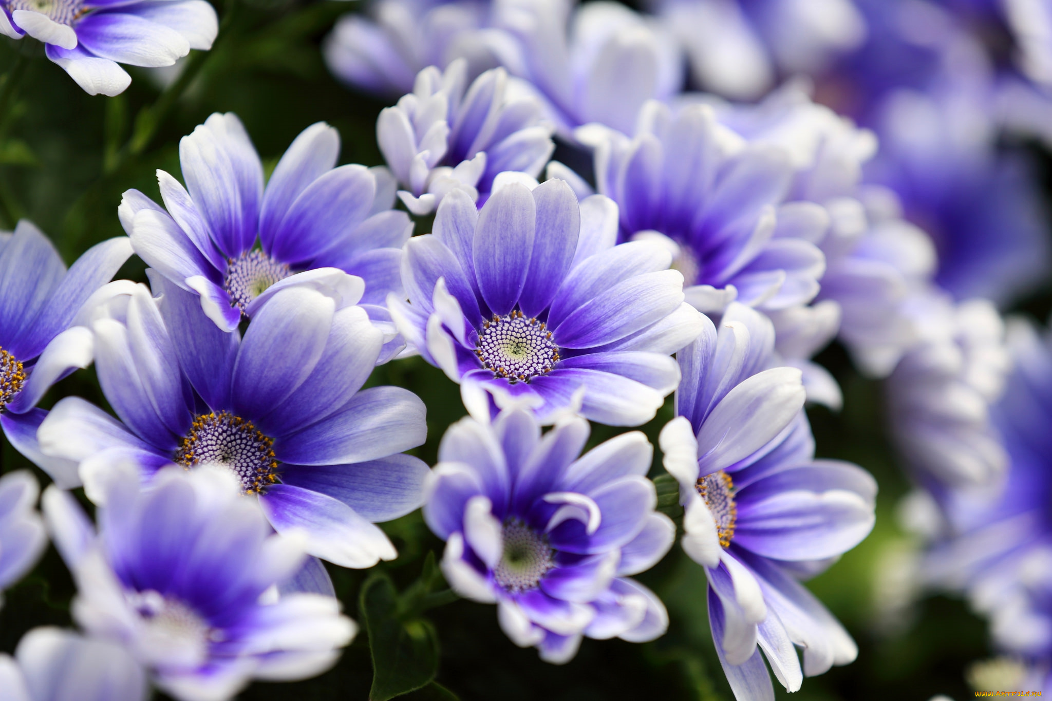 цветы, цинерария, красота