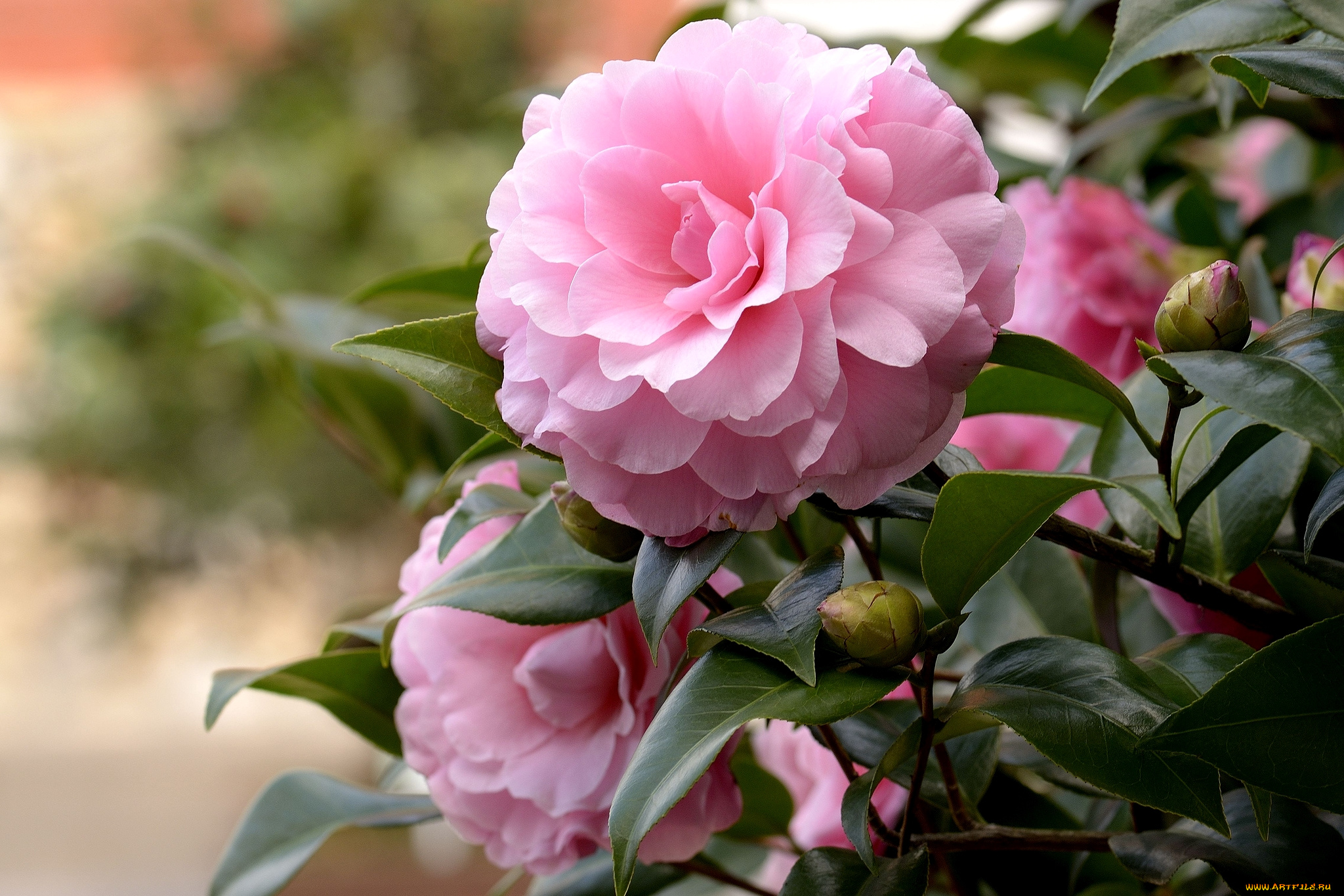 цветы, камелии, розовый
