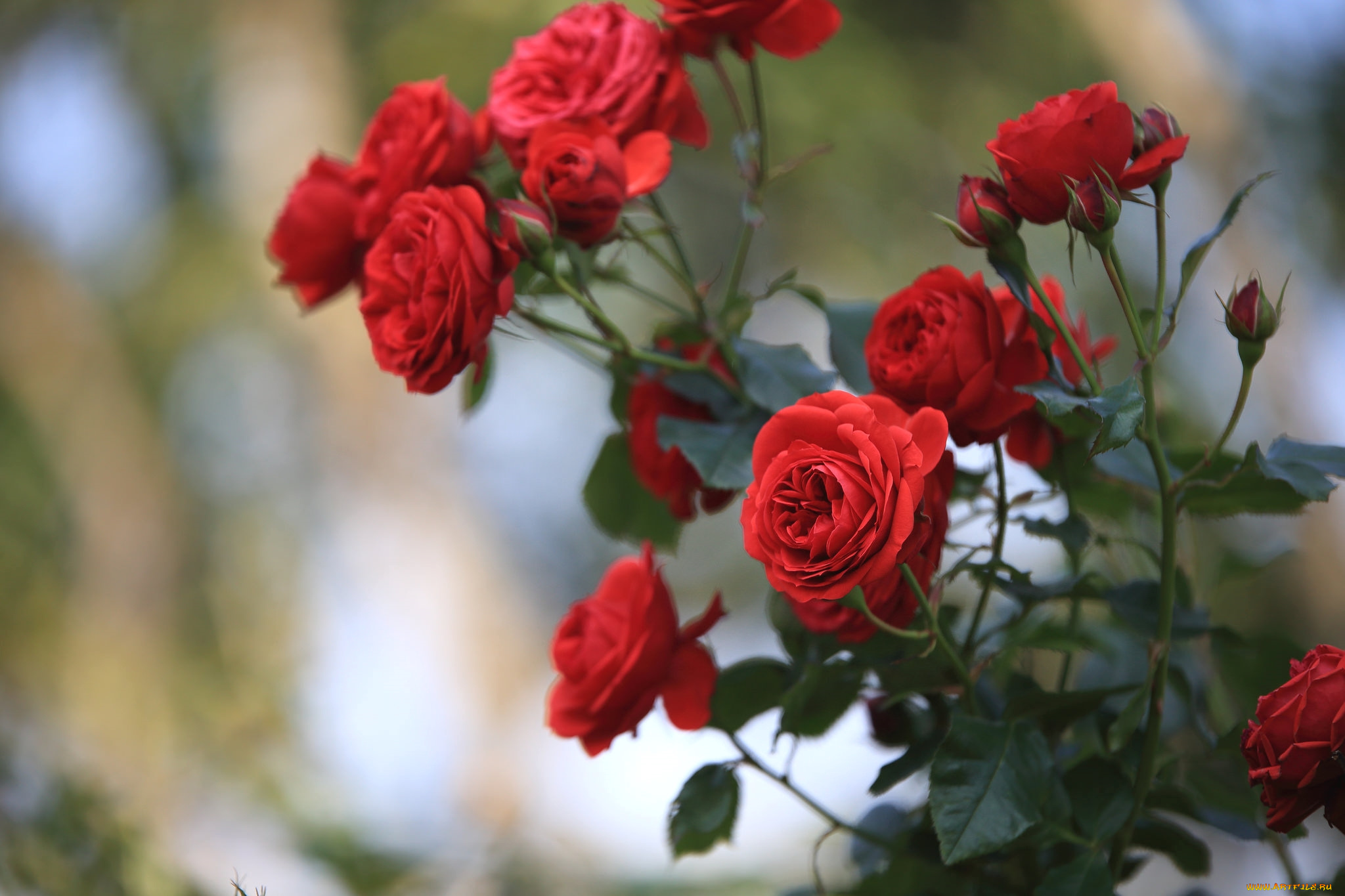 цветы, розы, красный