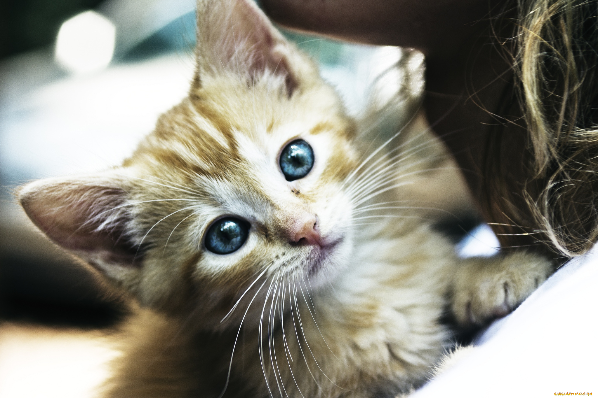 животные, коты, котейка