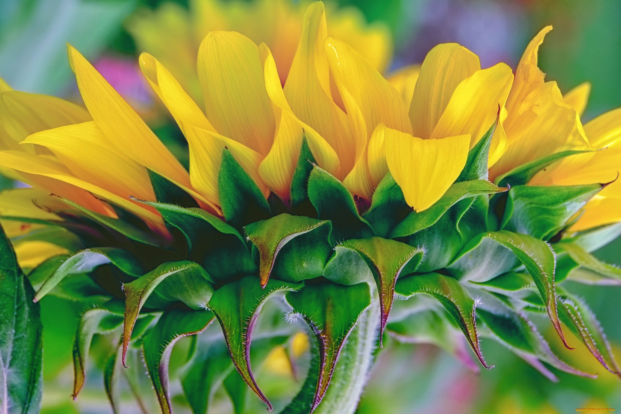 цветы, подсолнухи, макро