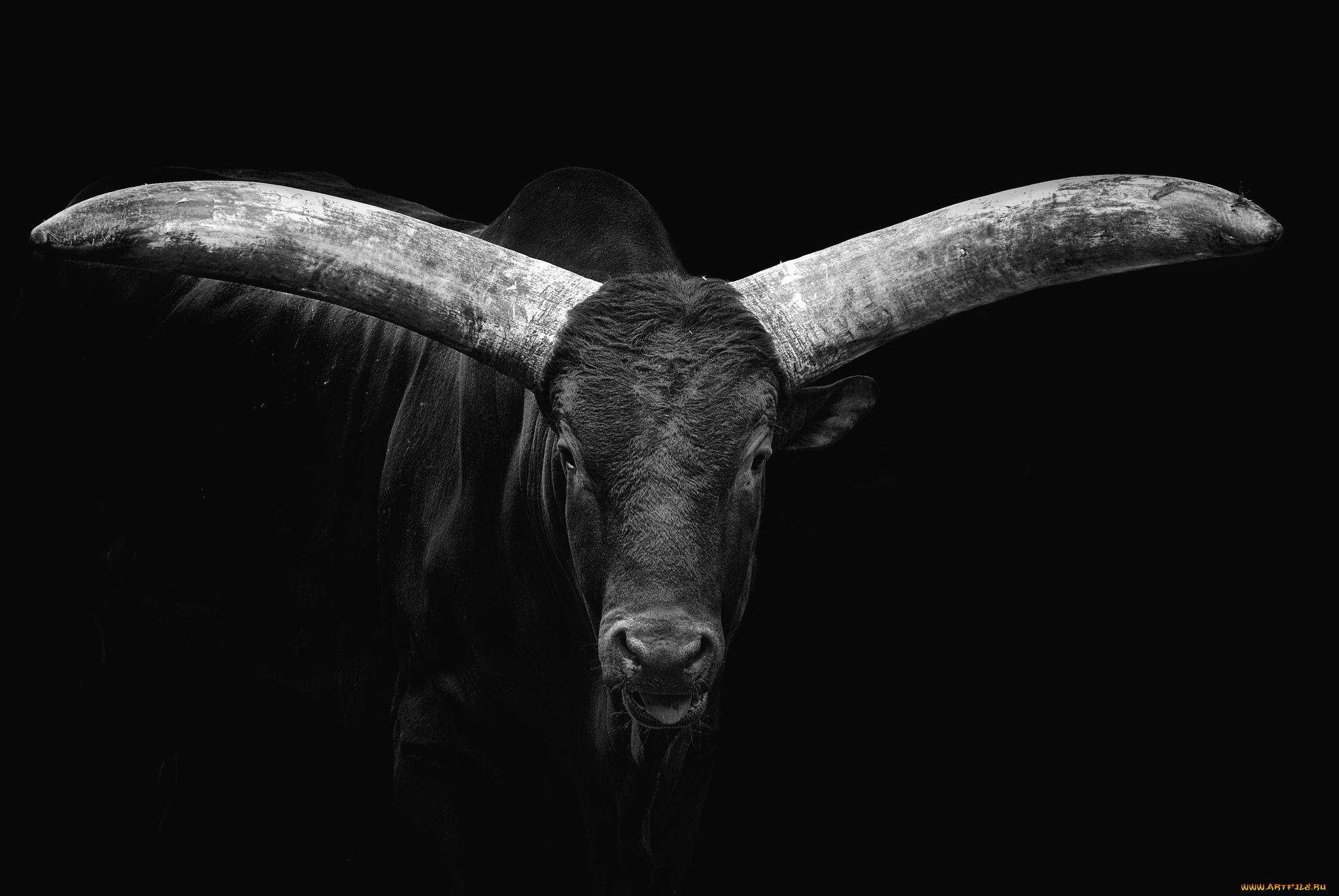 животные, коровы, , буйволы, рога