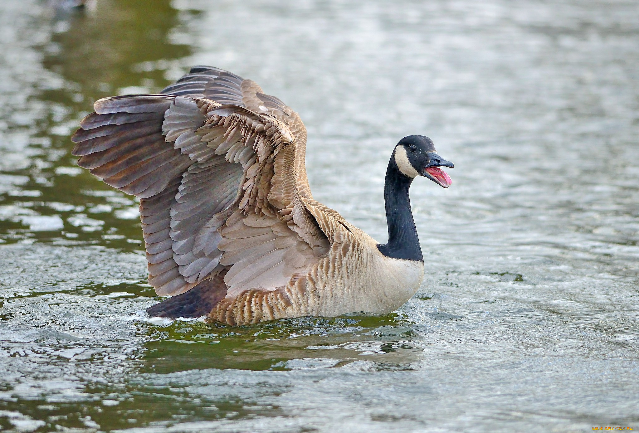 животные, гуси, гусь, канадский
