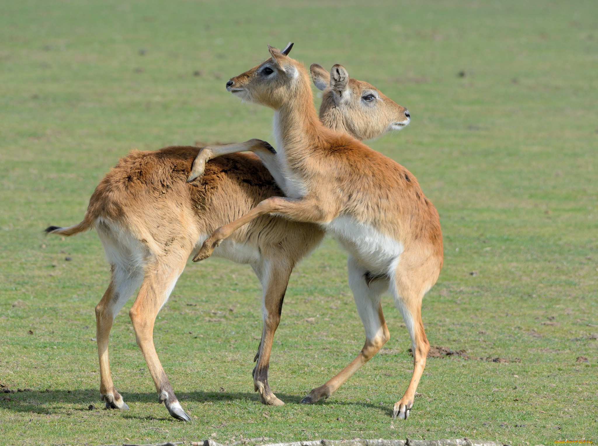 животные, антилопы, игра