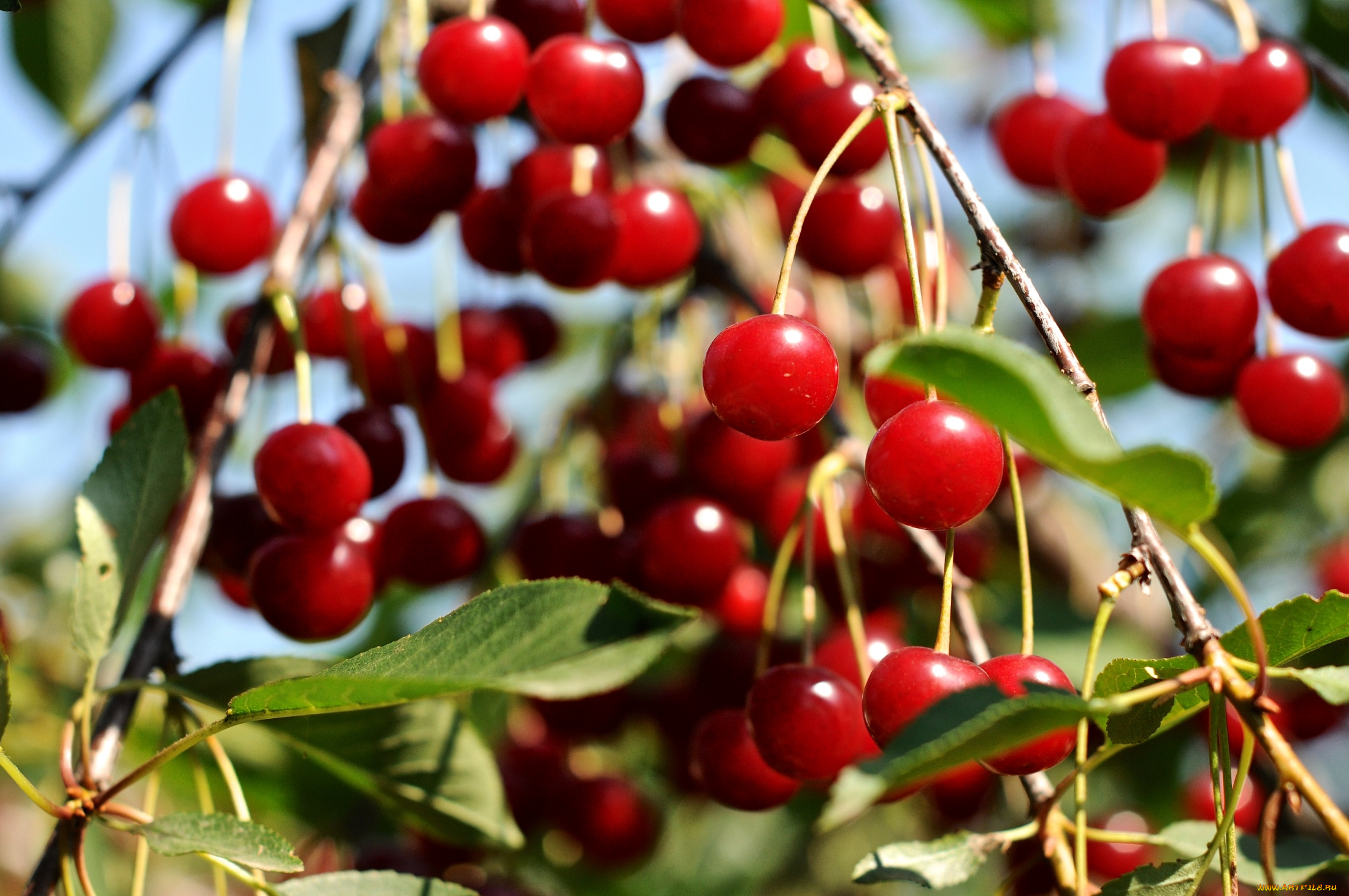 природа, Ягоды, вишня