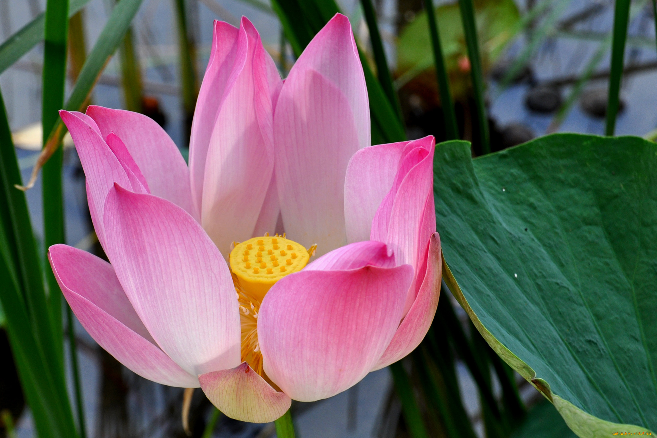 цветы, лотосы, лепестки