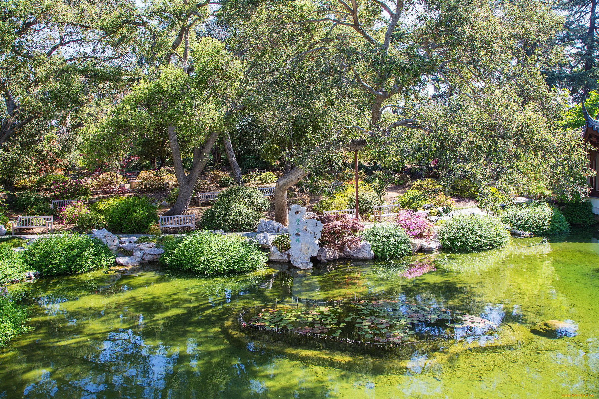 калифорния, сан, марино, природа, парк, деревья, кусты, цветы, пруд, сад, сан, марино, калифорния