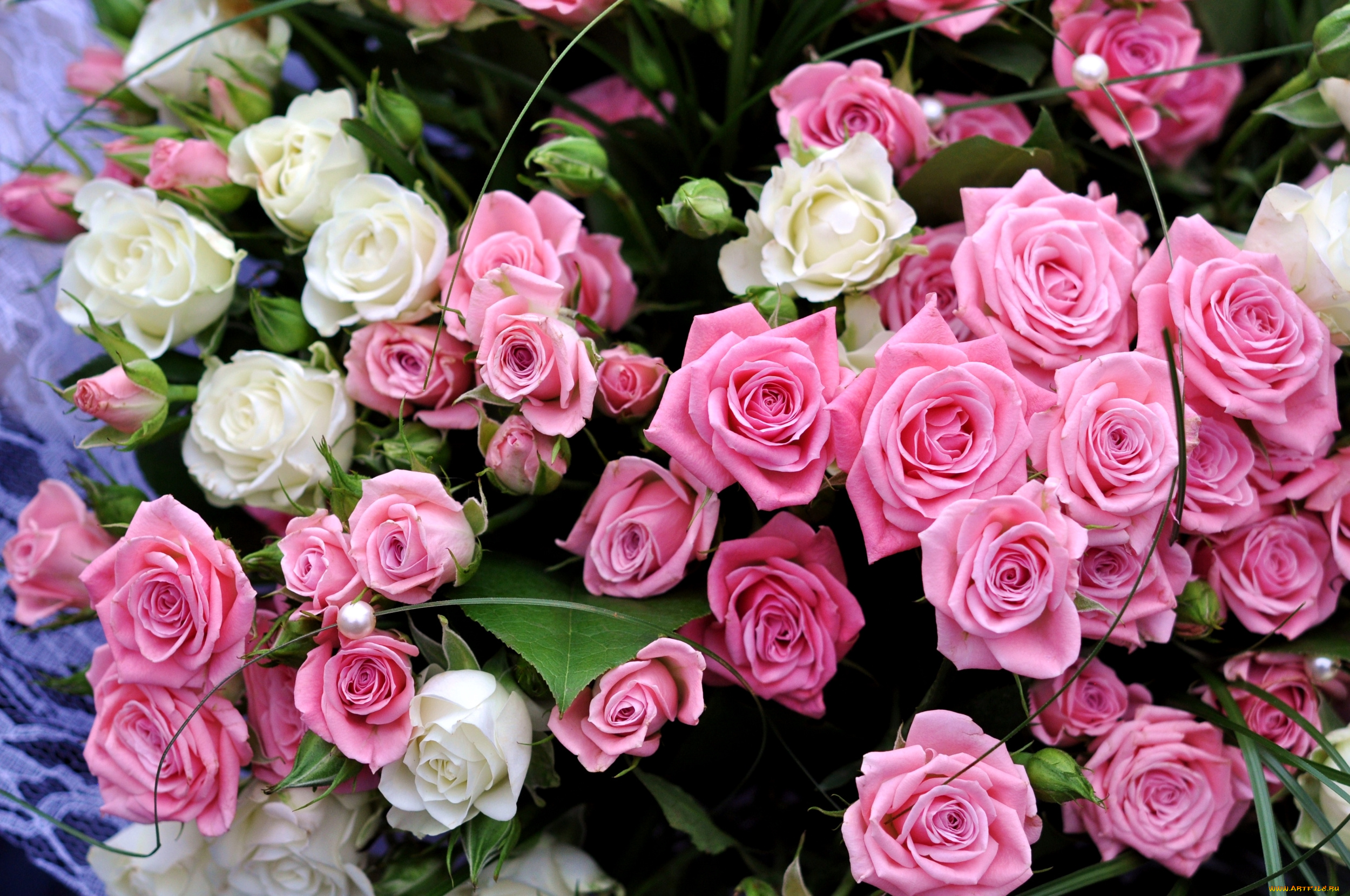 цветы, розы, букет