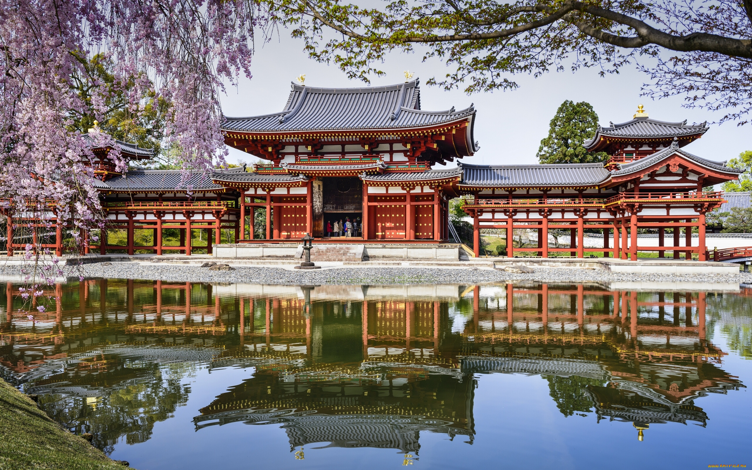 byodo-in, temple, -, uji, , japan, города, -, буддийские, и, другие, храмы, весна, Япония, отражение, пруд, japan, uji, водоём, byodo-in, temple, удзи, храм, бёдо-ин, сакура