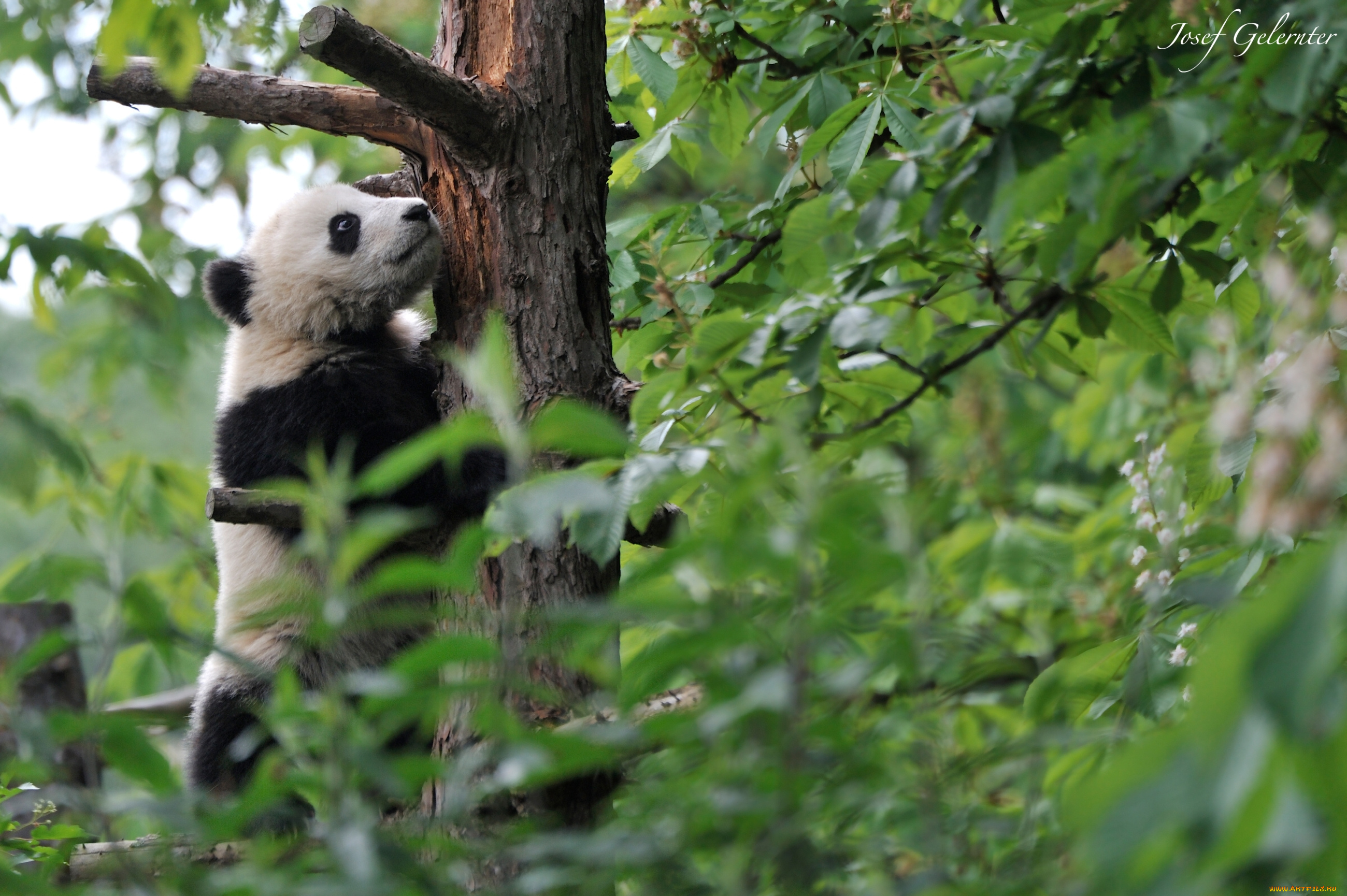 животные, панды, мишка