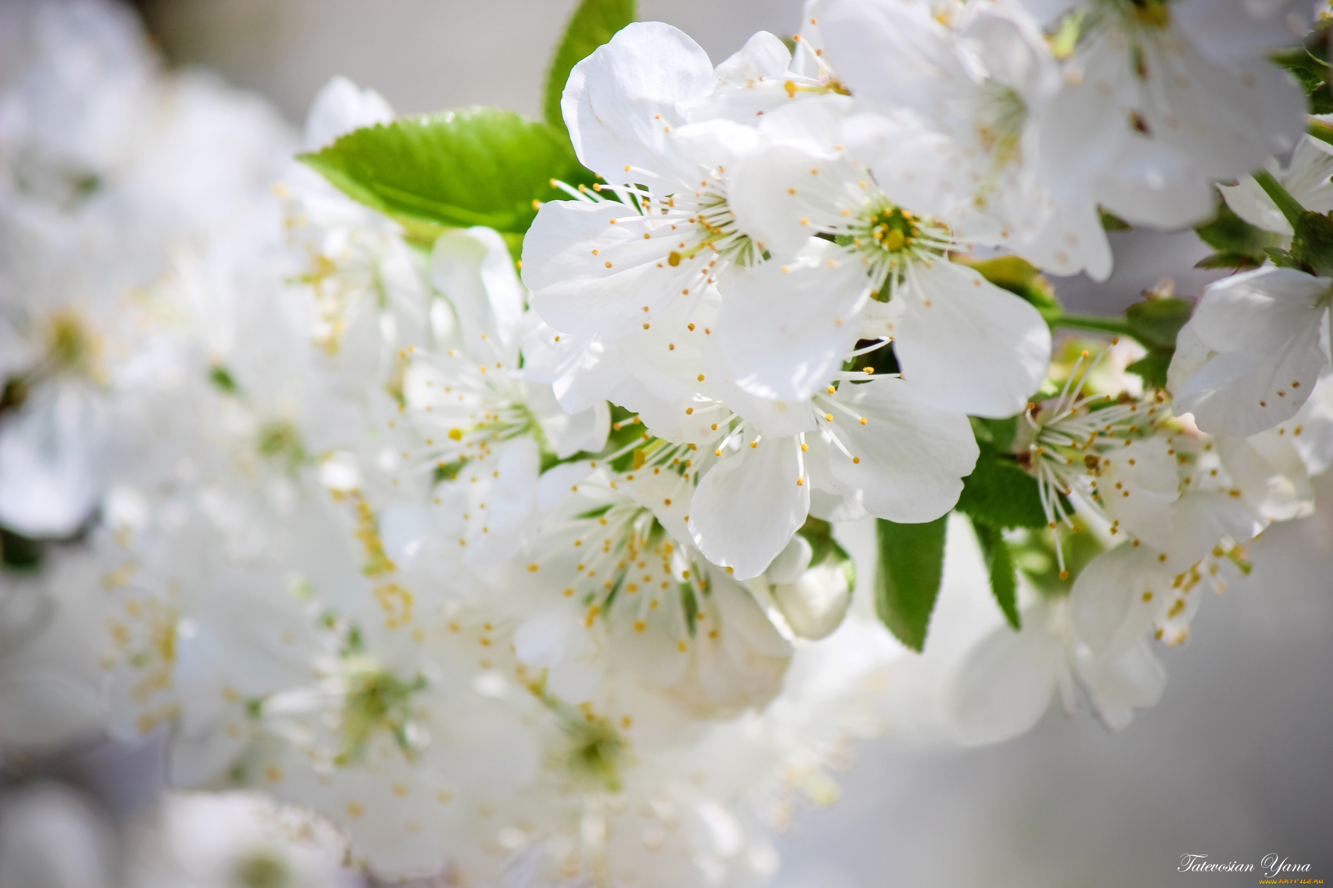 цветы, сакура, , вишня, вишня