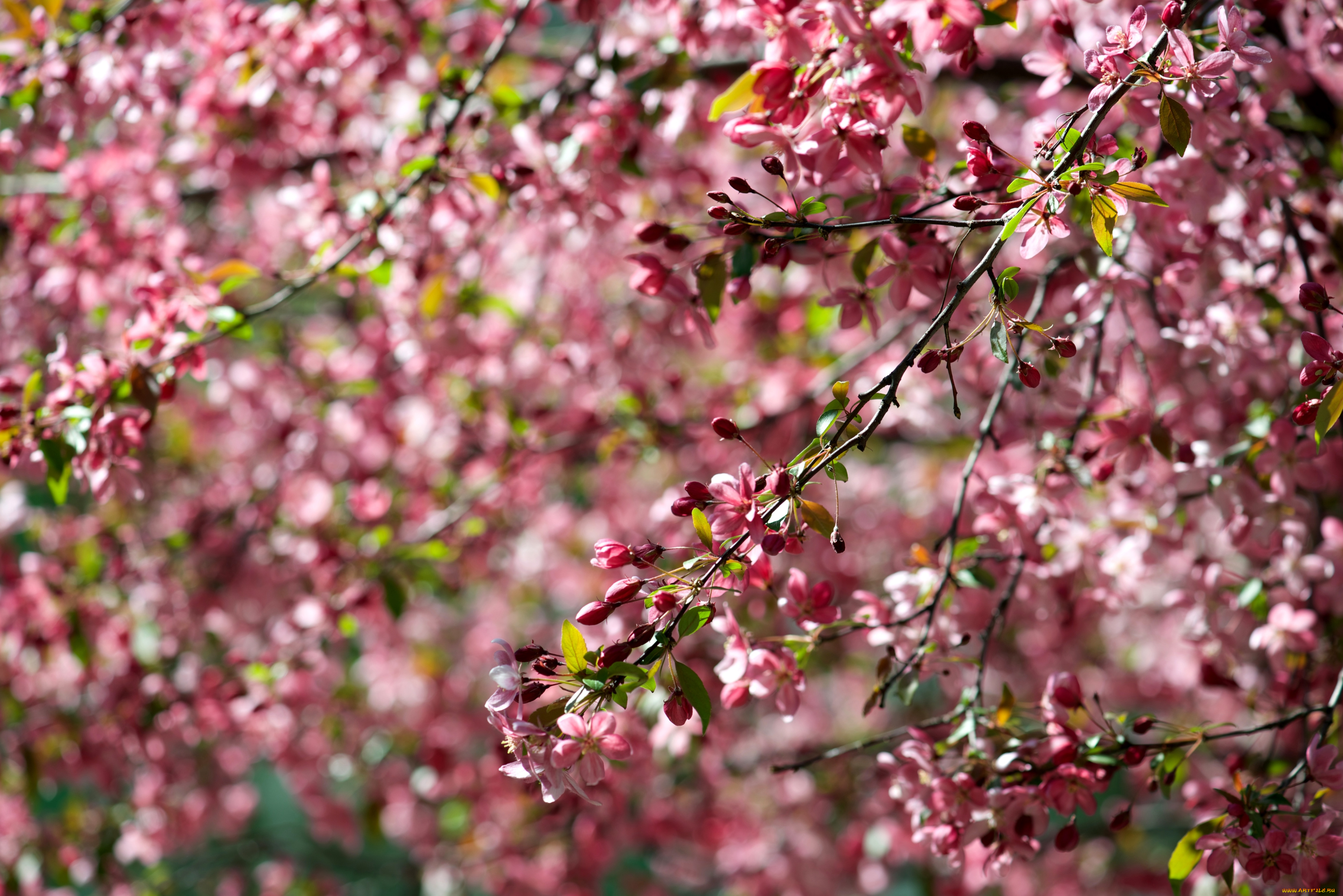 цветы, цветущие, деревья, , , кустарники, весна