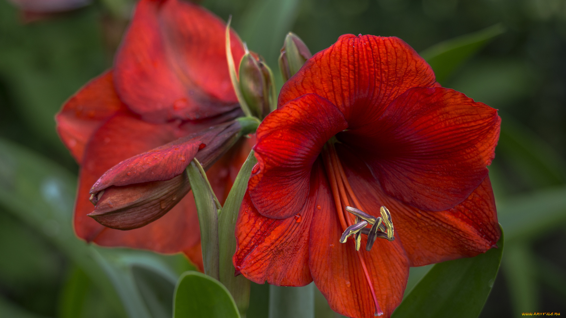 цветы, амариллисы, , гиппеаструмы, макро, гиппеаструм, амарилис, красный