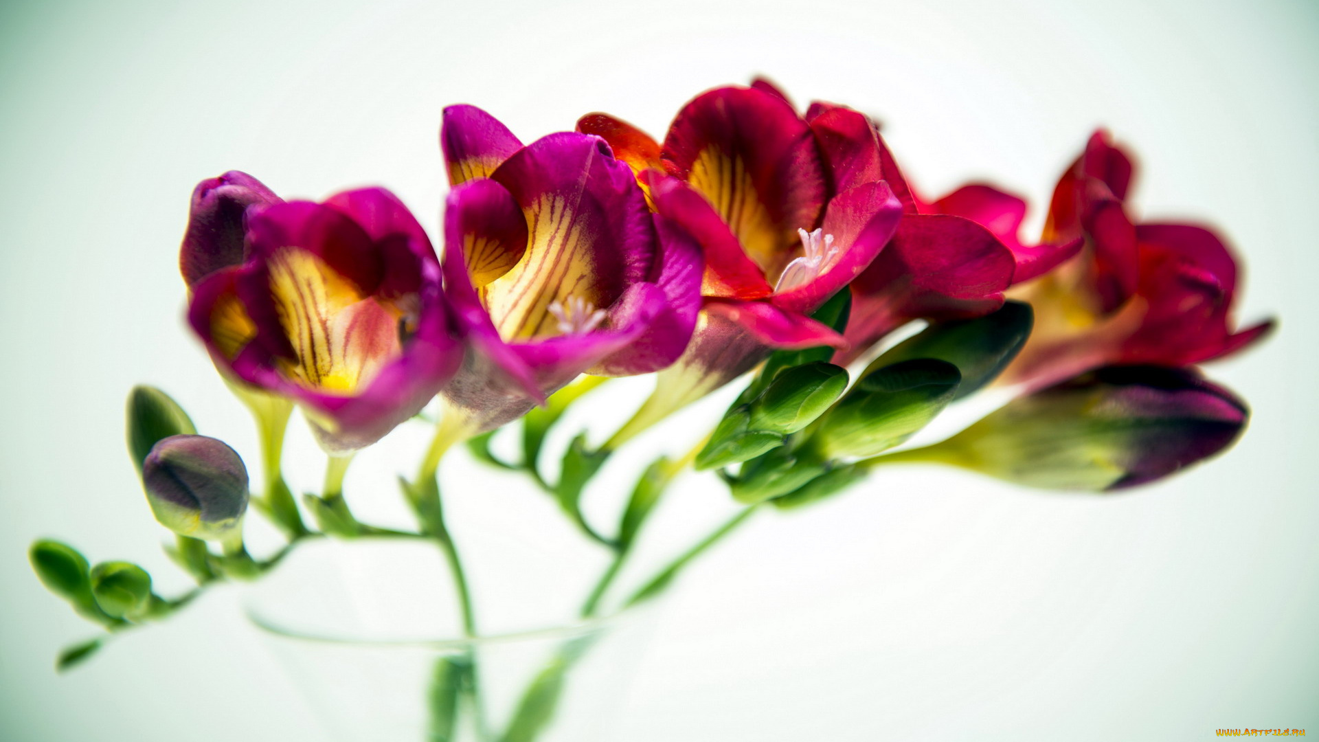 цветы, фрезия, бутоны