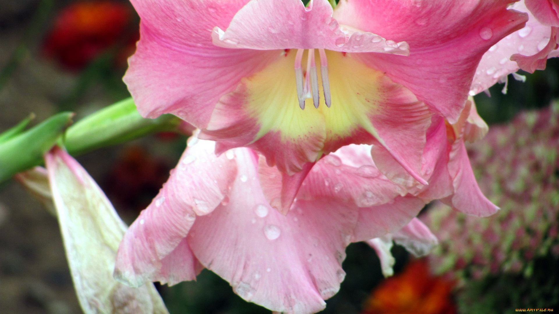 цветы, гладиолусы, капли