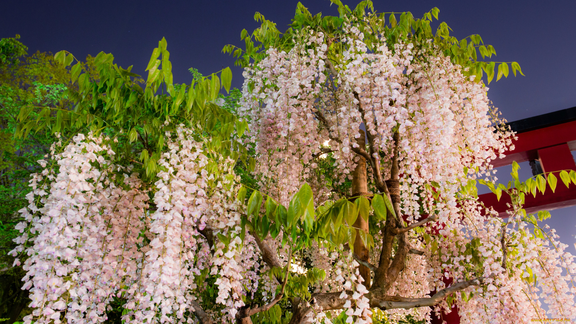 цветы, глициния, цветение, гроздья, вистерия