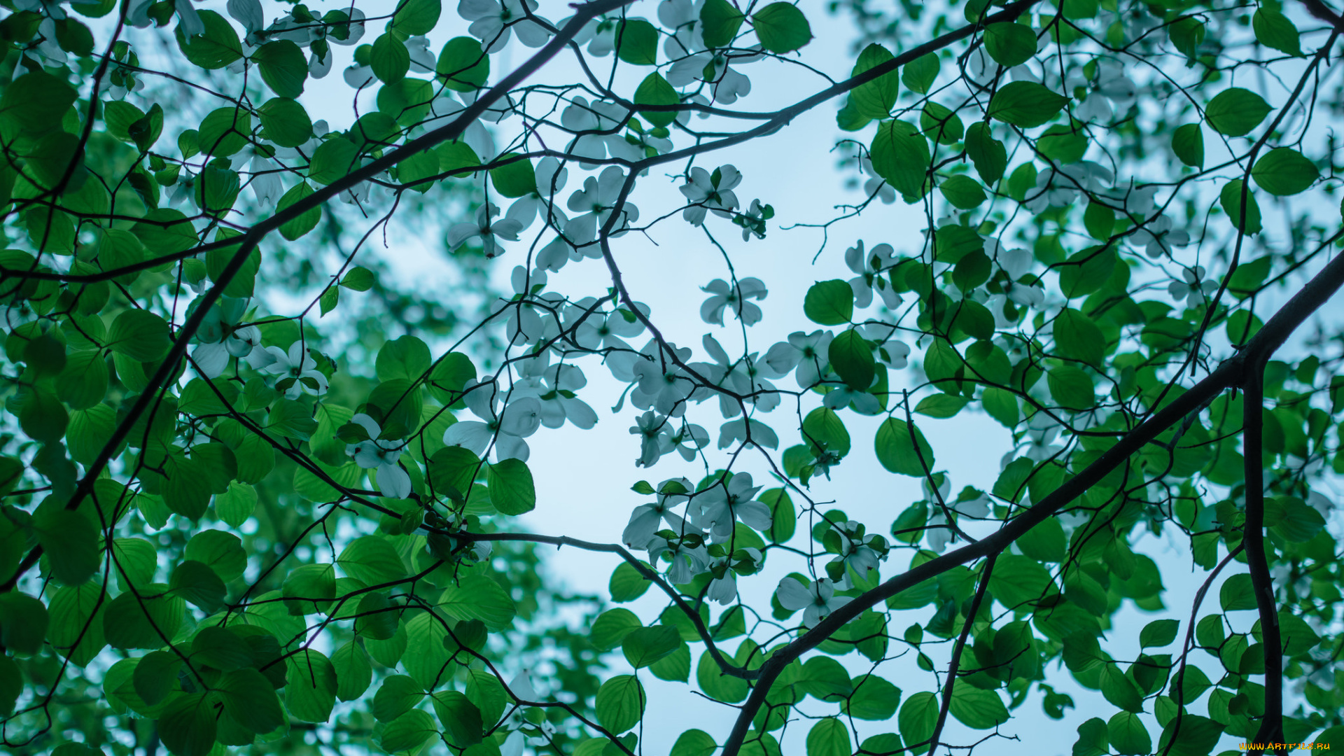 цветы, кизил, цветение, дерево, ветки, весна